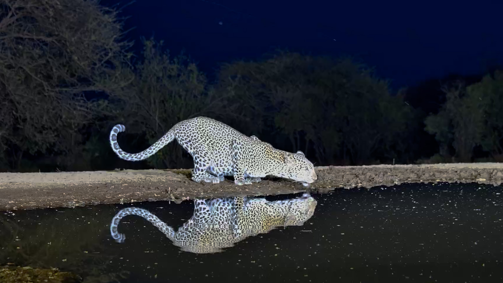 Everyone Knew the Leopard Was There... Thanks to This Jackal