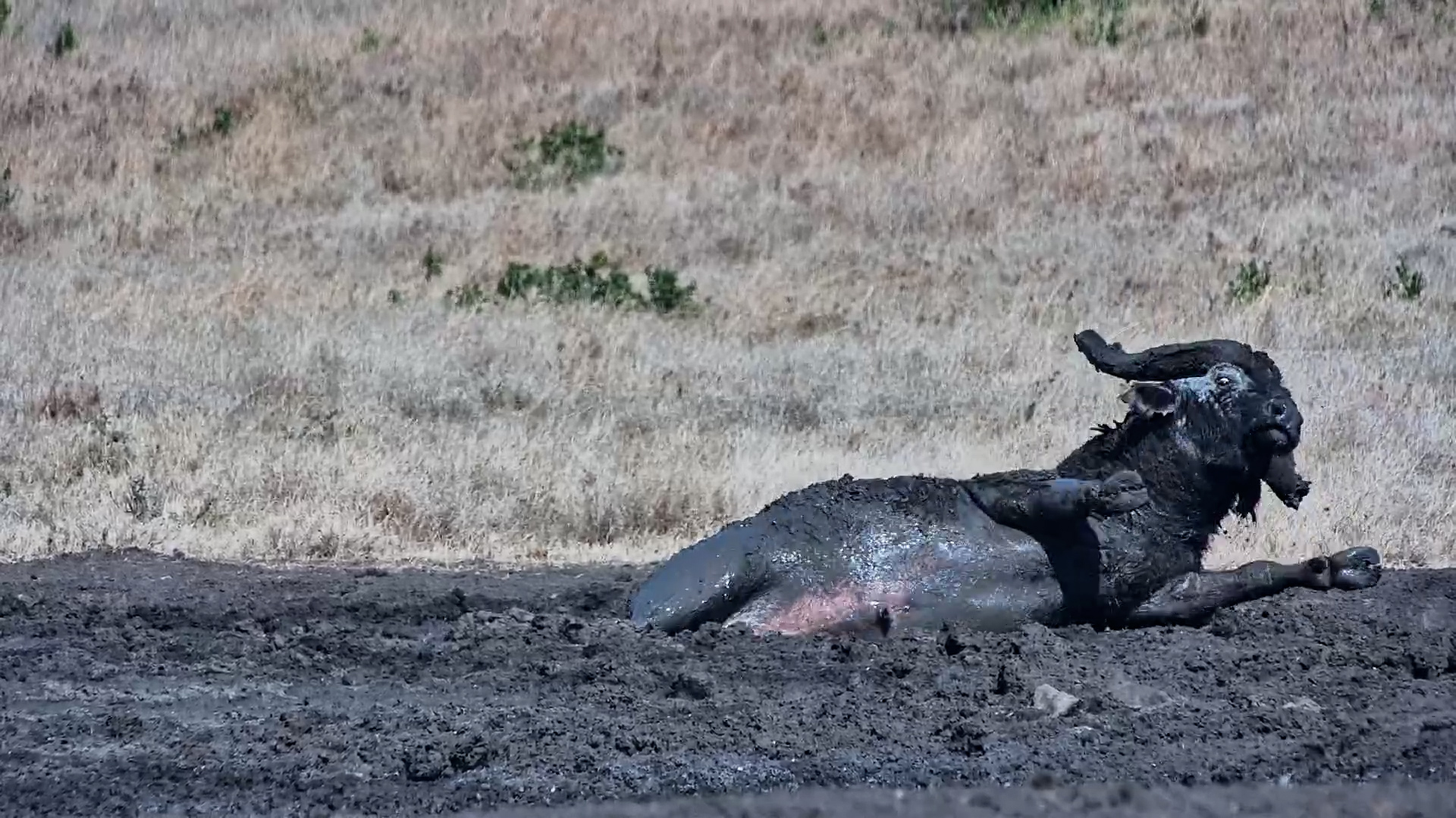 When a Buffalo Finds the Perfect Mud Hole