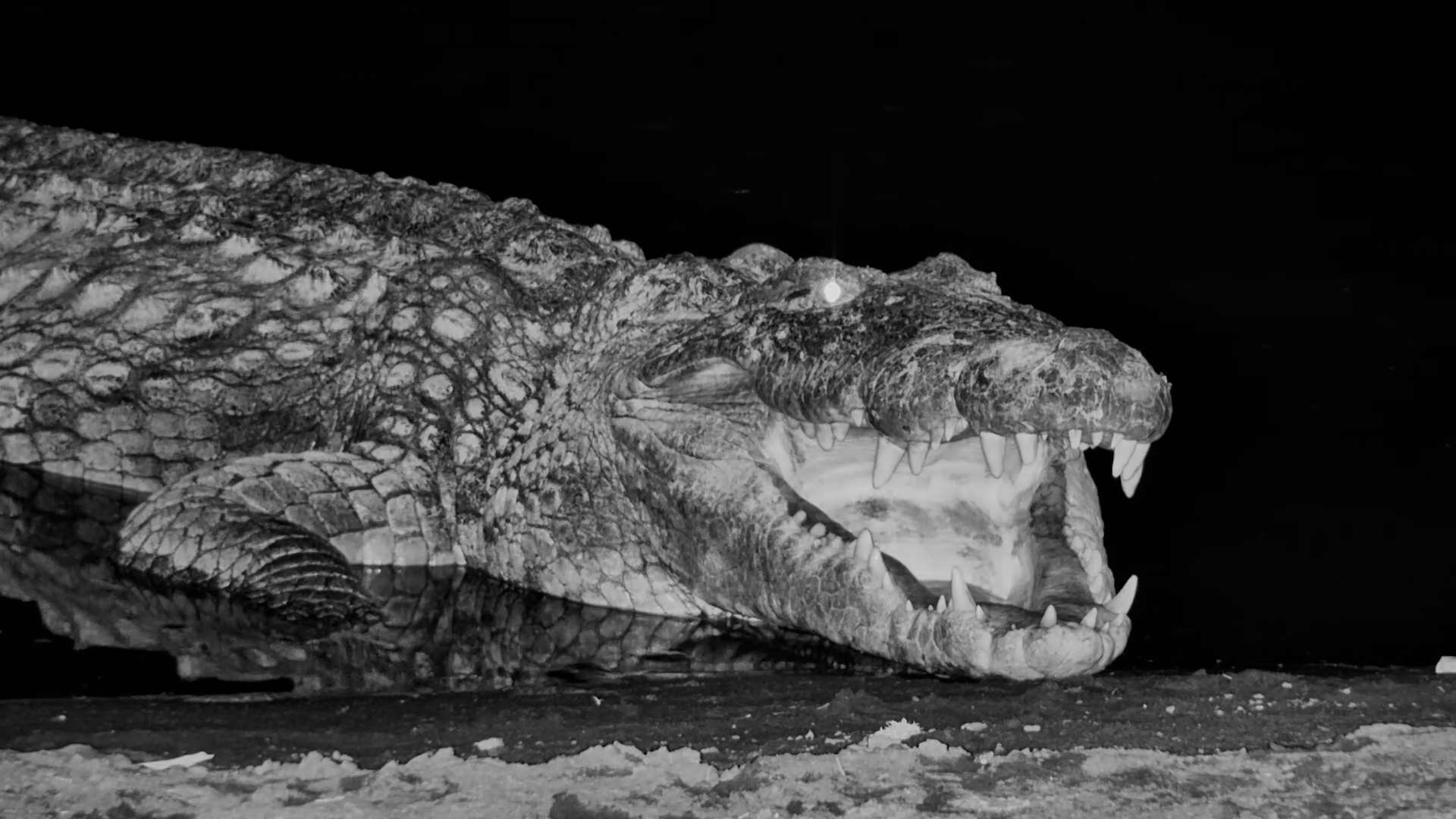 The Crocodile Vanished Into the Darkness