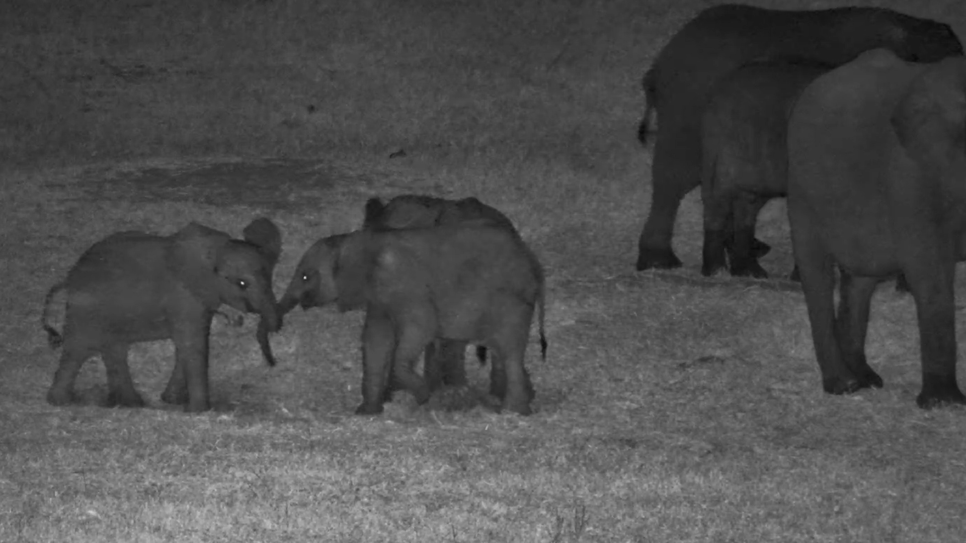 This Elephant Playdate Is Too Cute!