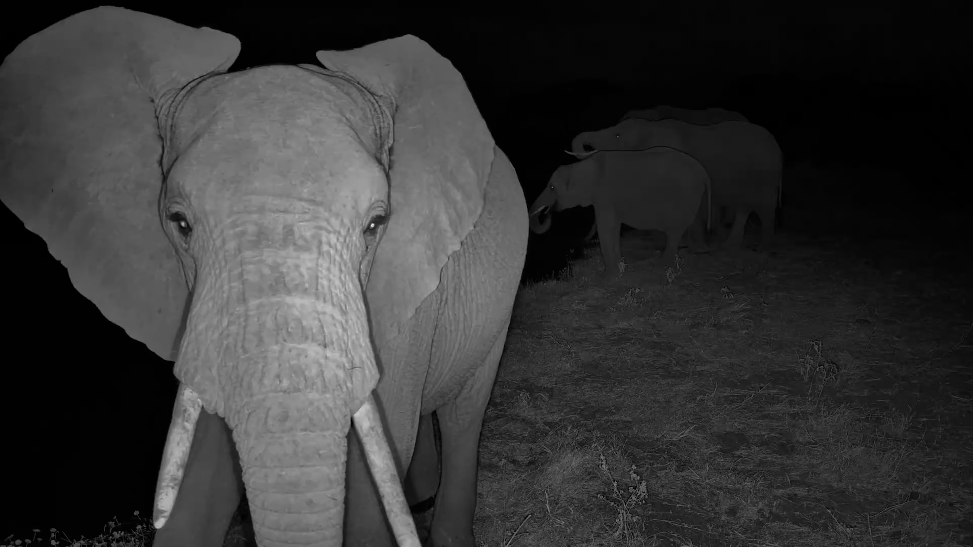 An Elephant Stared Straight Into Our Camera!