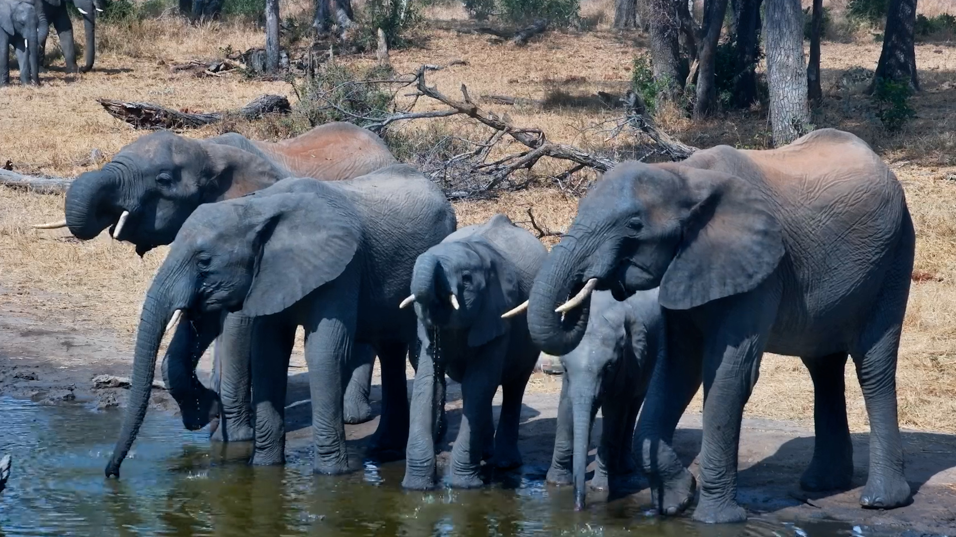 An Elephant Takeover at the Waterhole!