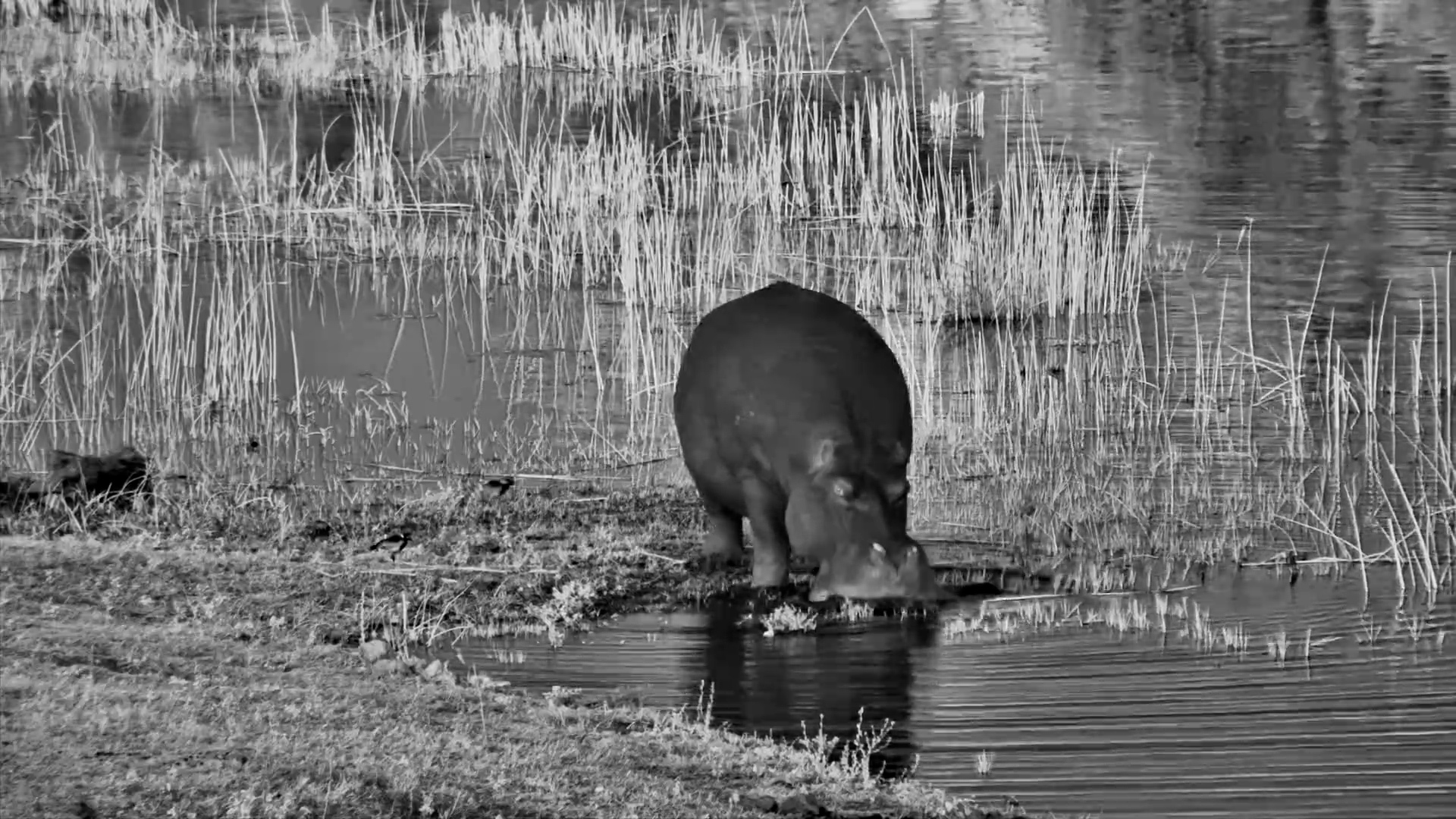 One Hungry Hippo on a Mission