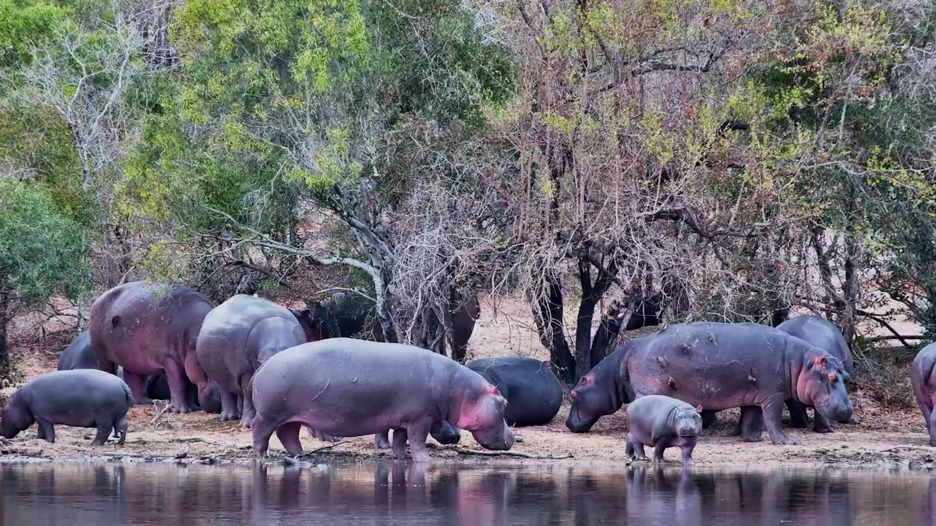 A Hippo Pod Having Absolutely No Plans