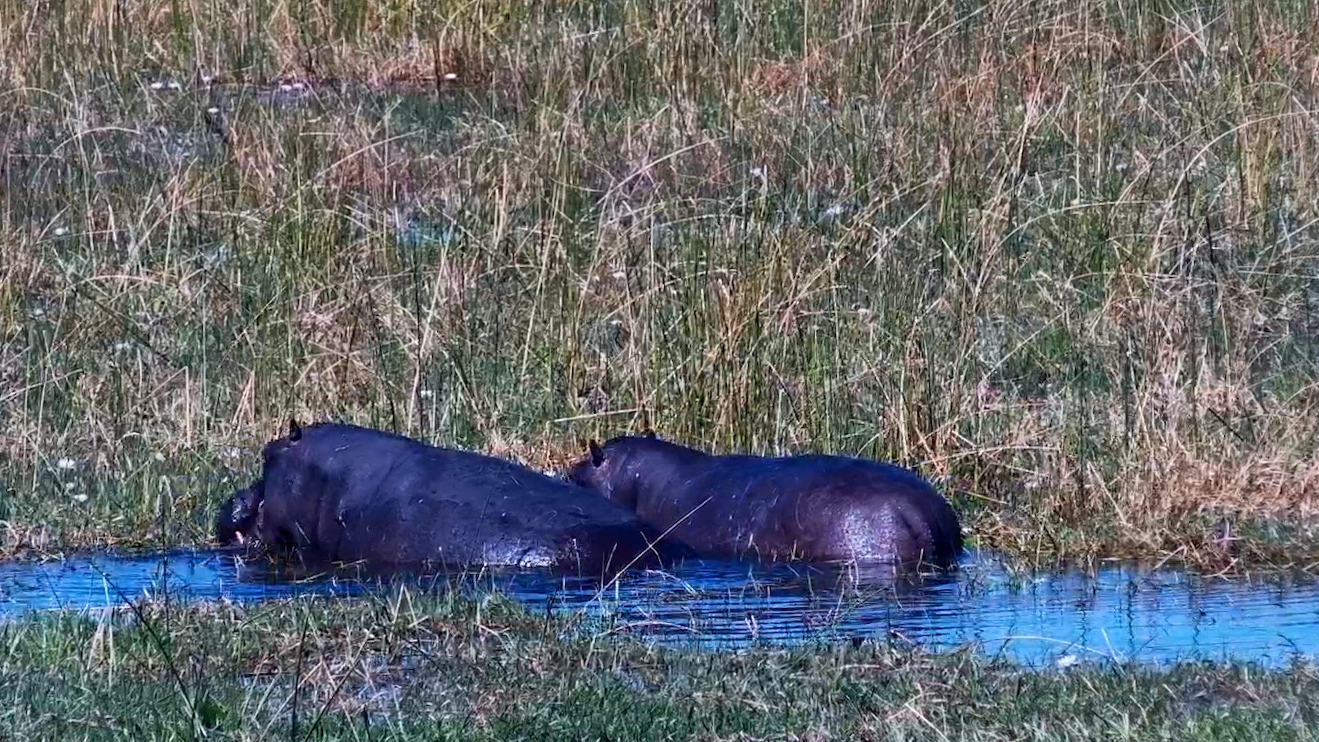 The Ultimate Hippo Buffet
