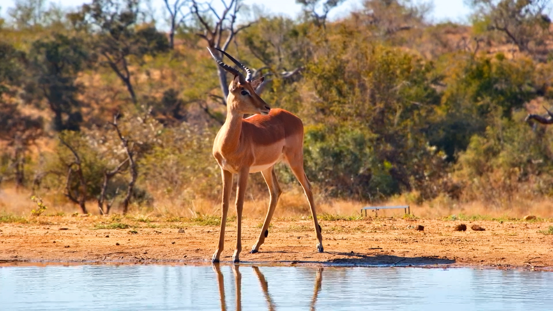 A Quiet Moment at the Waterhole