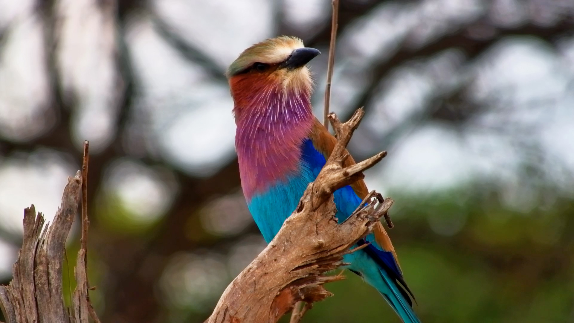 Nature Really Went All Out With This Bird