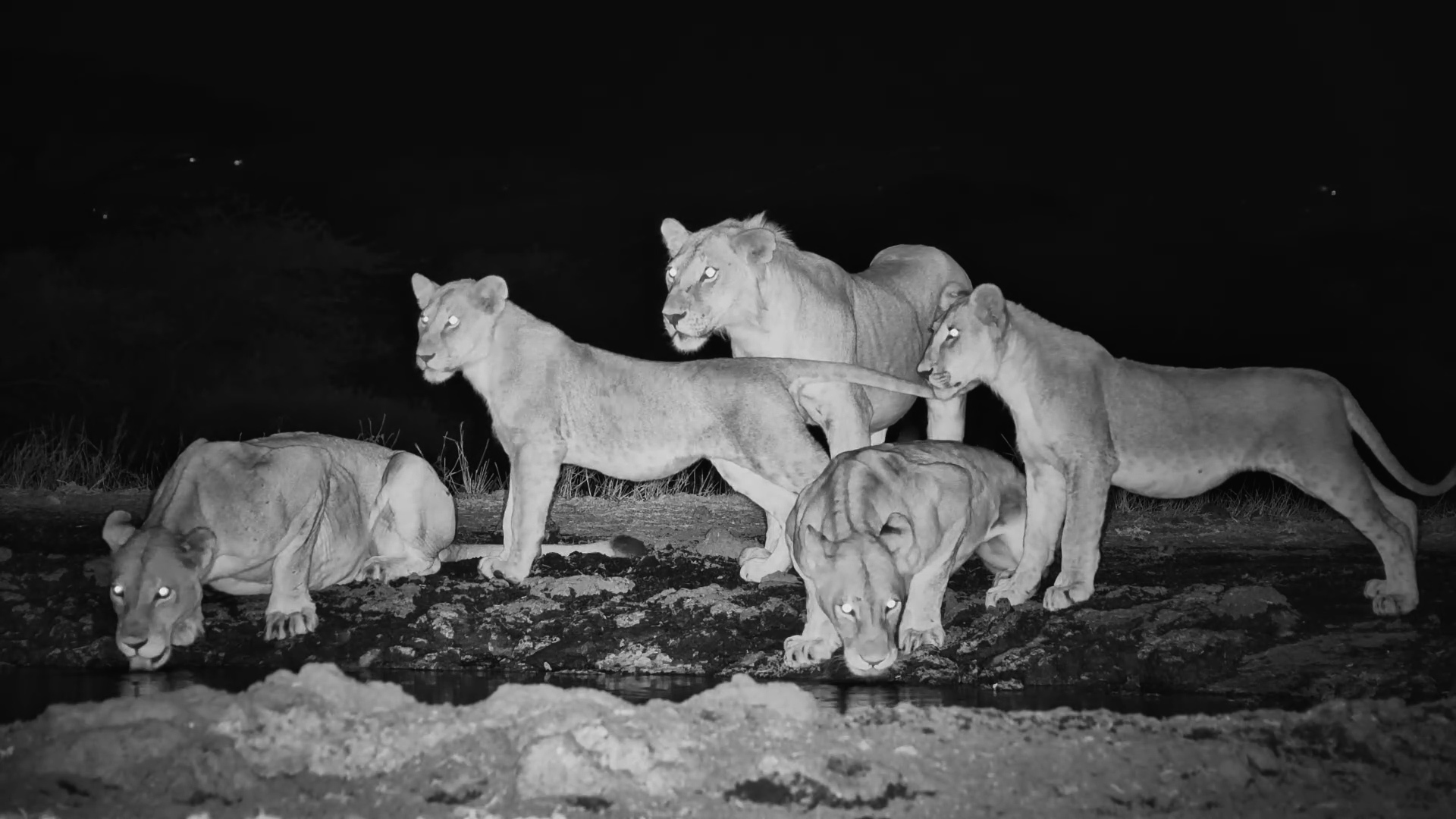 The Night Belongs to the Lions