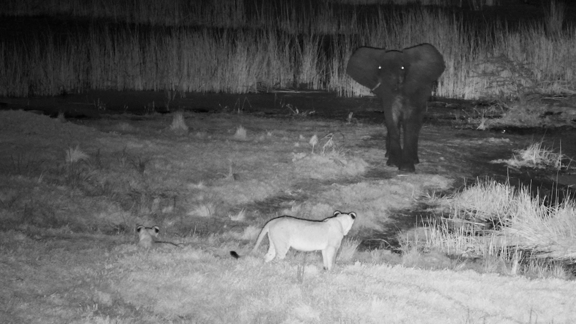These Lions Picked the Wrong Elephant