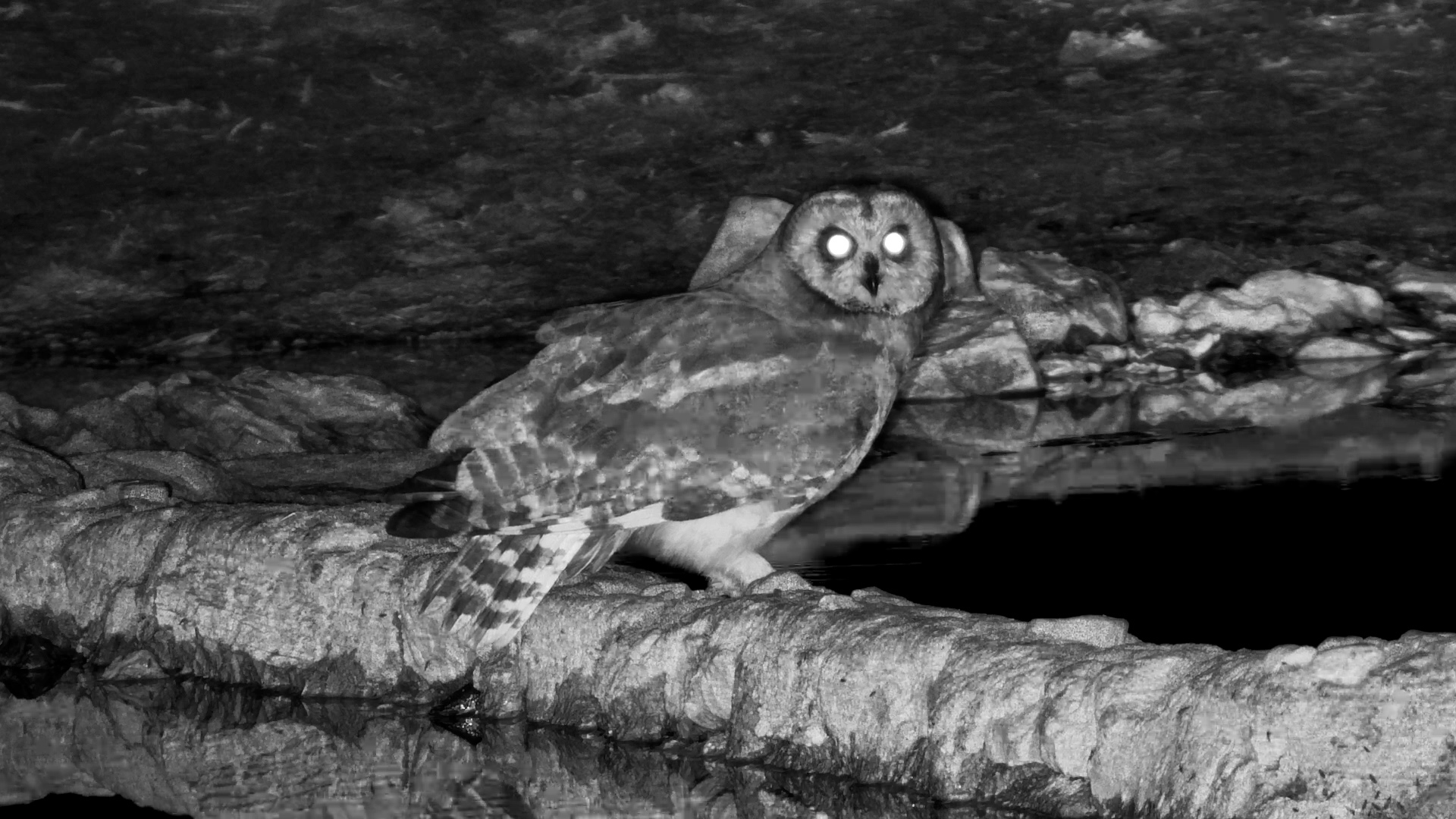 A Marsh Owl's Midnight Drink