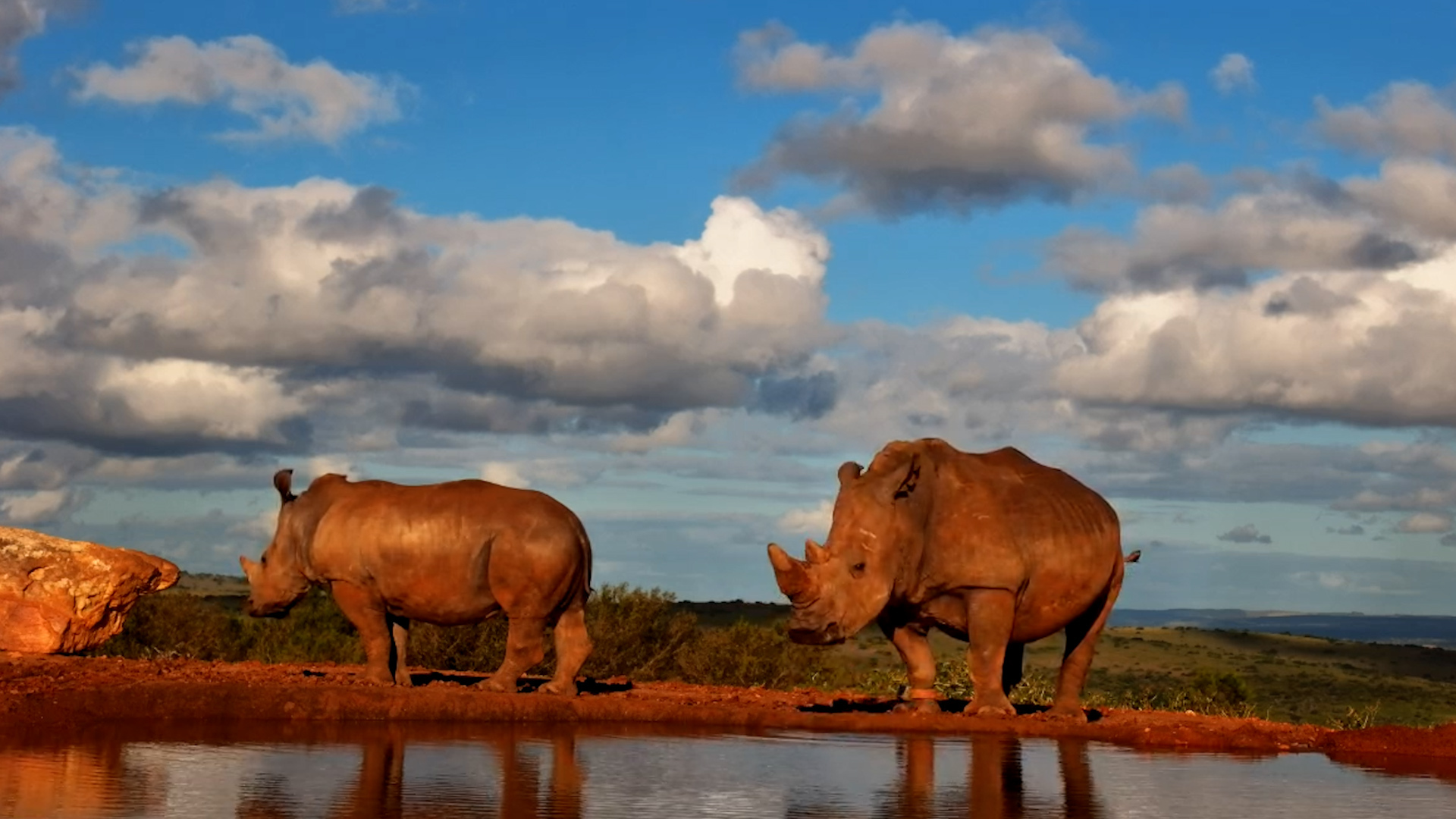Margaret & Her Calf's Sweet Waterhole Moment