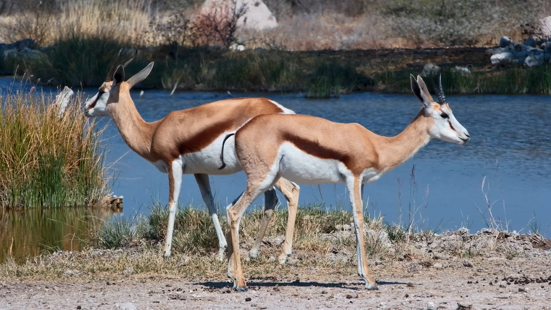 One Springbok Stood Out From the Herd