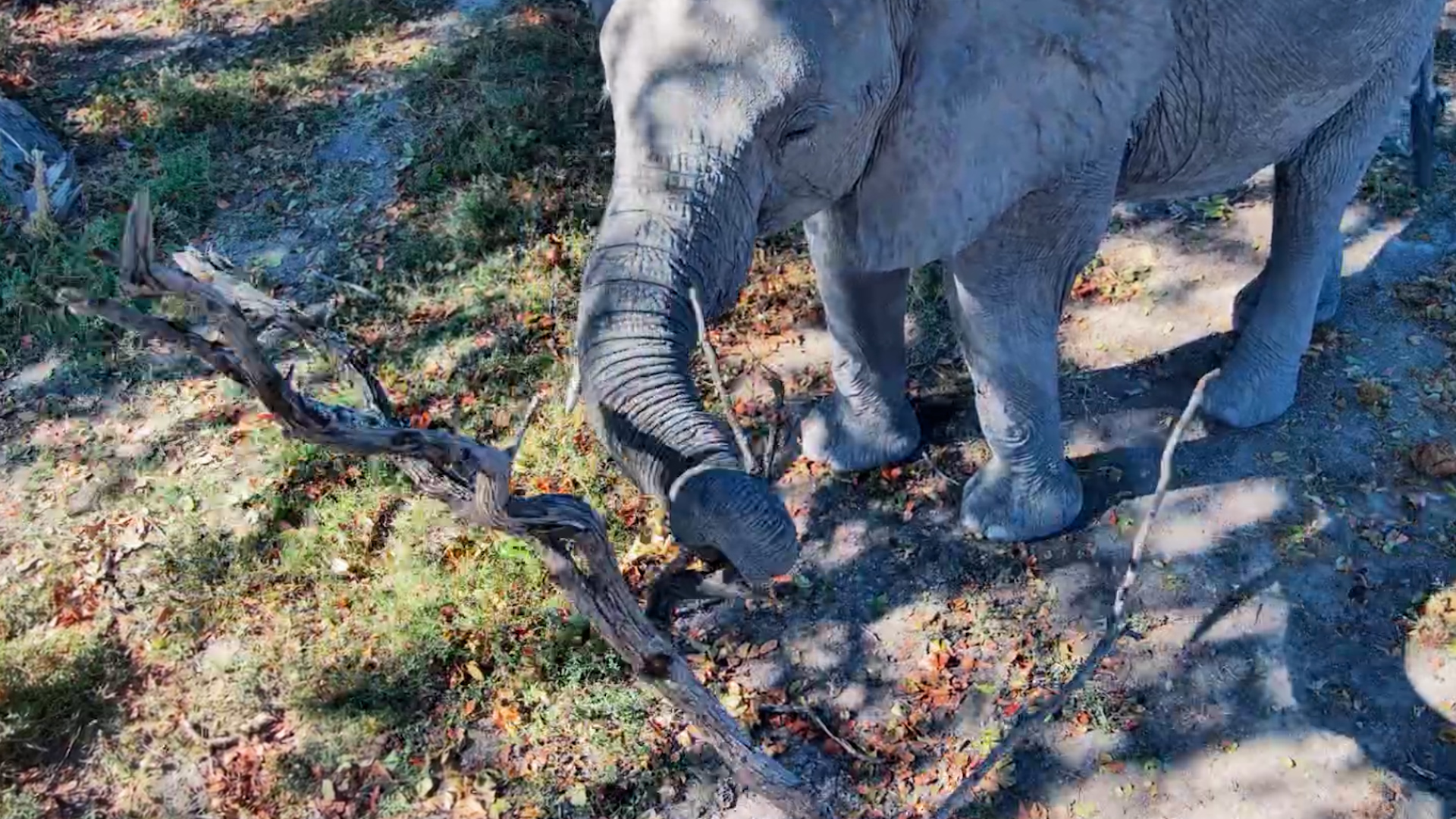 Nothing Was Stopping This Hungry Elephant!