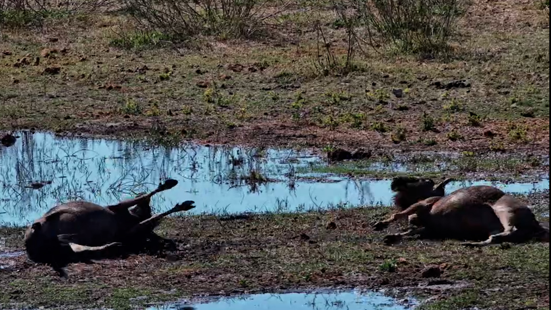 The Ultimate Mud Bath