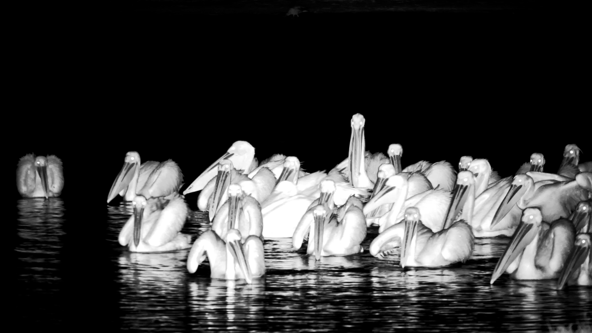 Pelicans Hunt Under Darkness at The Hide