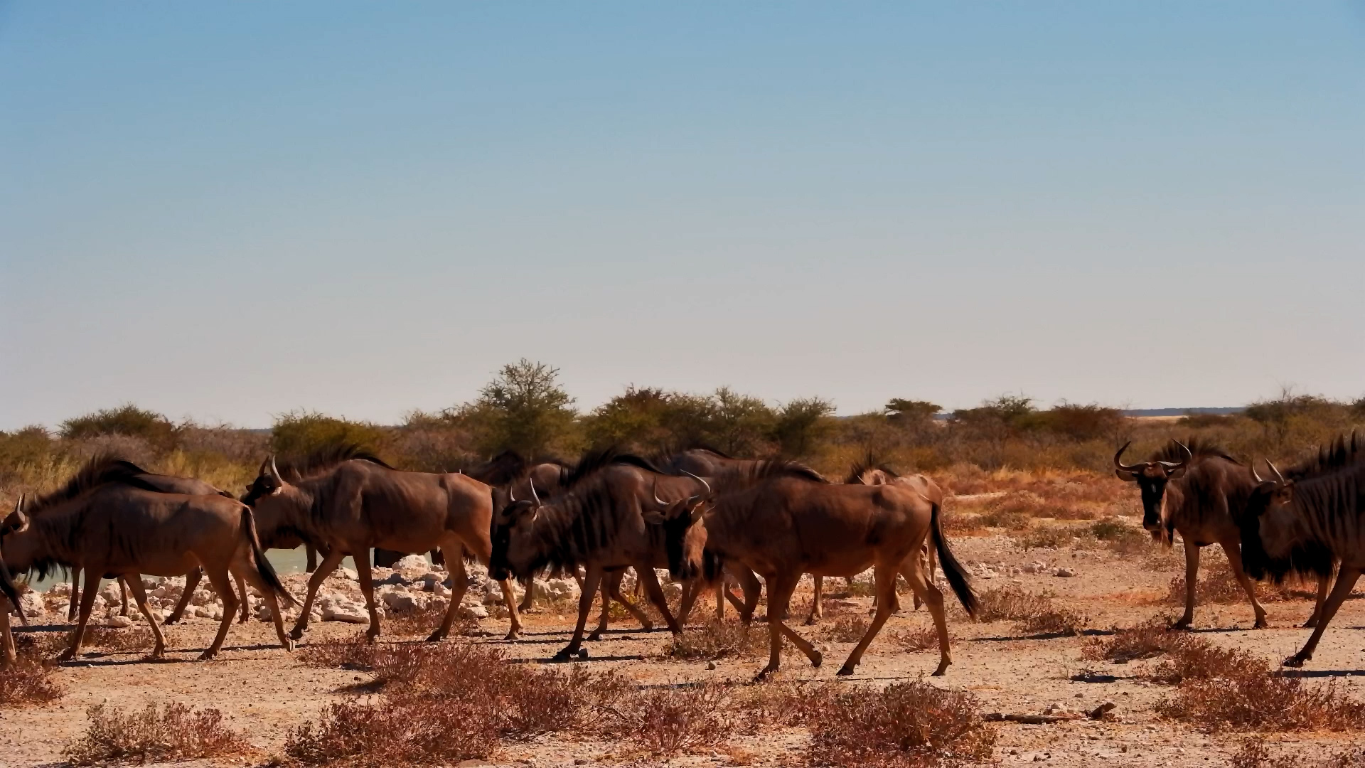 Wildebeest Herd Drinks and Moves Out in Namibia