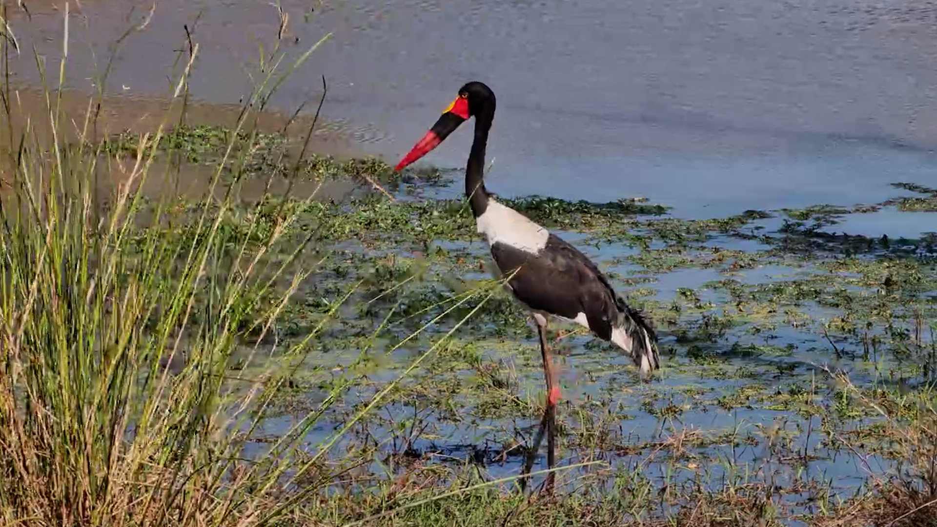 Saddle-billed Stork Forages at Roy’s Dam