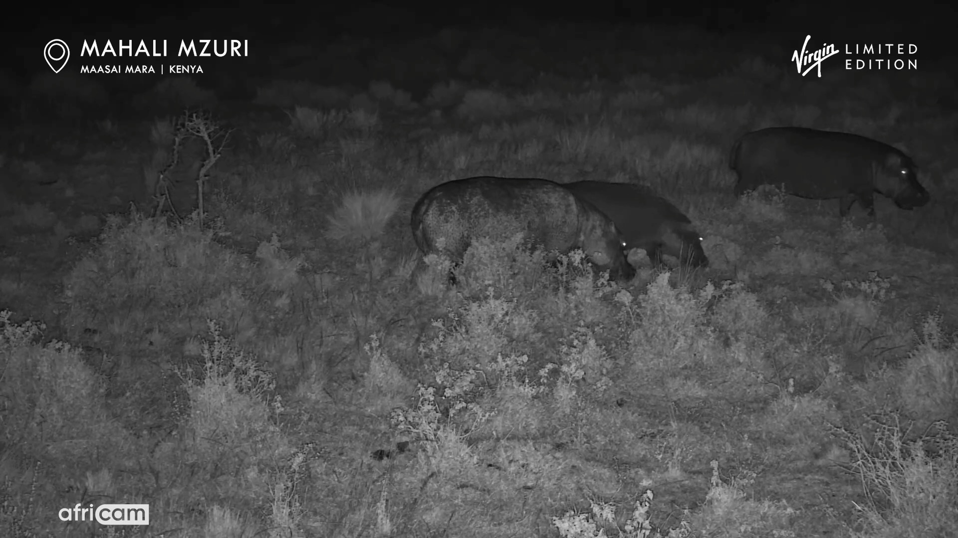 Hippo Grazes at Night | Unique Skin Patterns