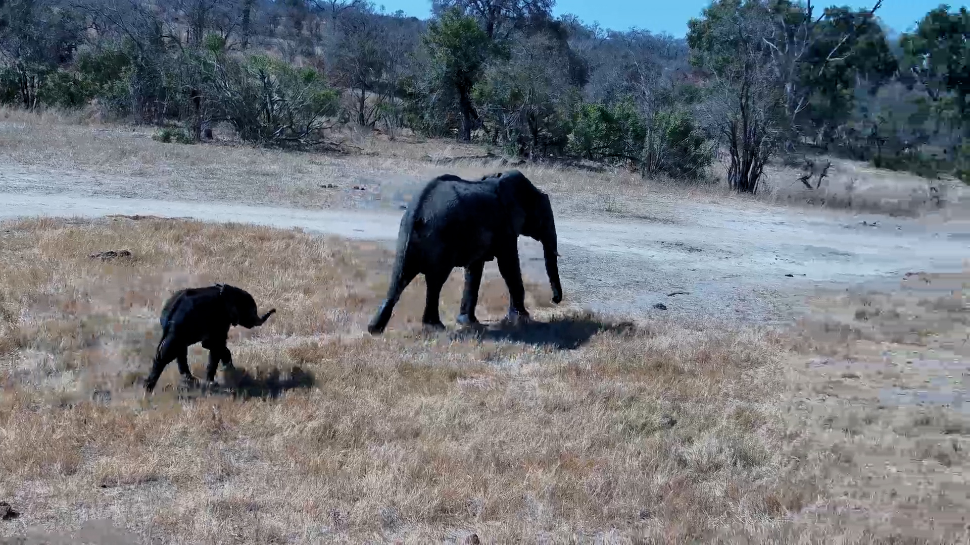 Tiny Elephant Enjoys a Swim and Nap at Nkorho