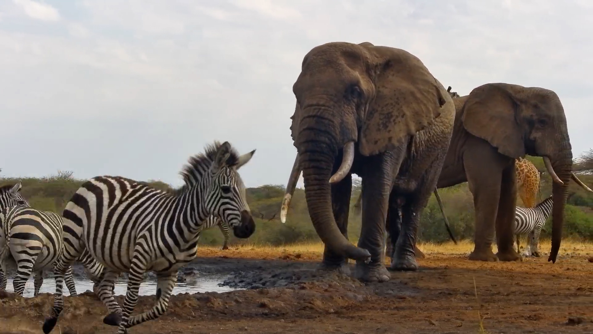 Trumpets & Tension: Elephant Warns the Zebra