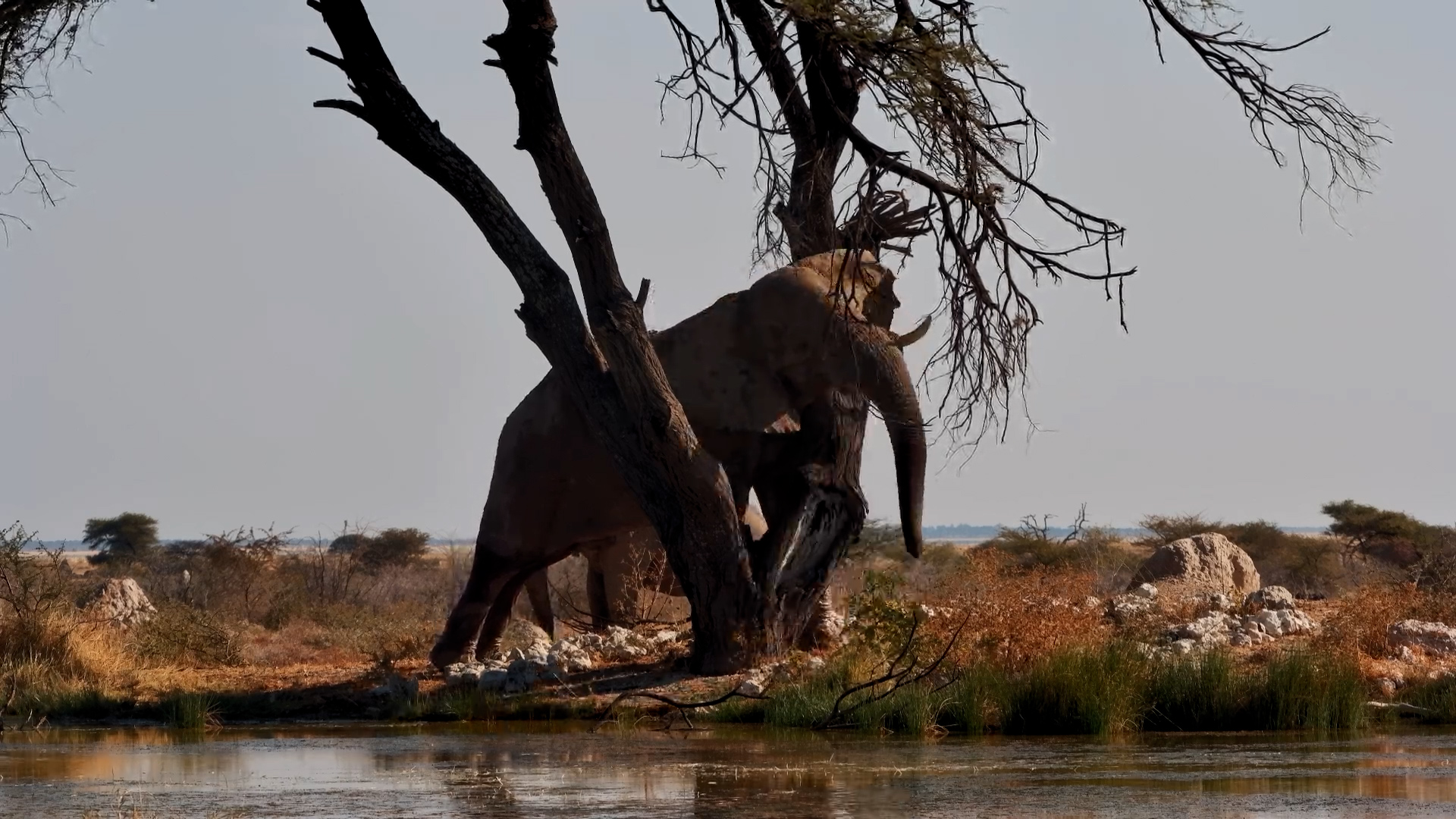 Elephant Bull Scratches His Itches on a Tree