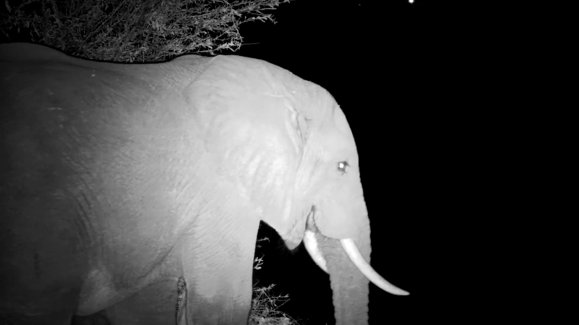 Elephant’s Stroll & Snack By The River