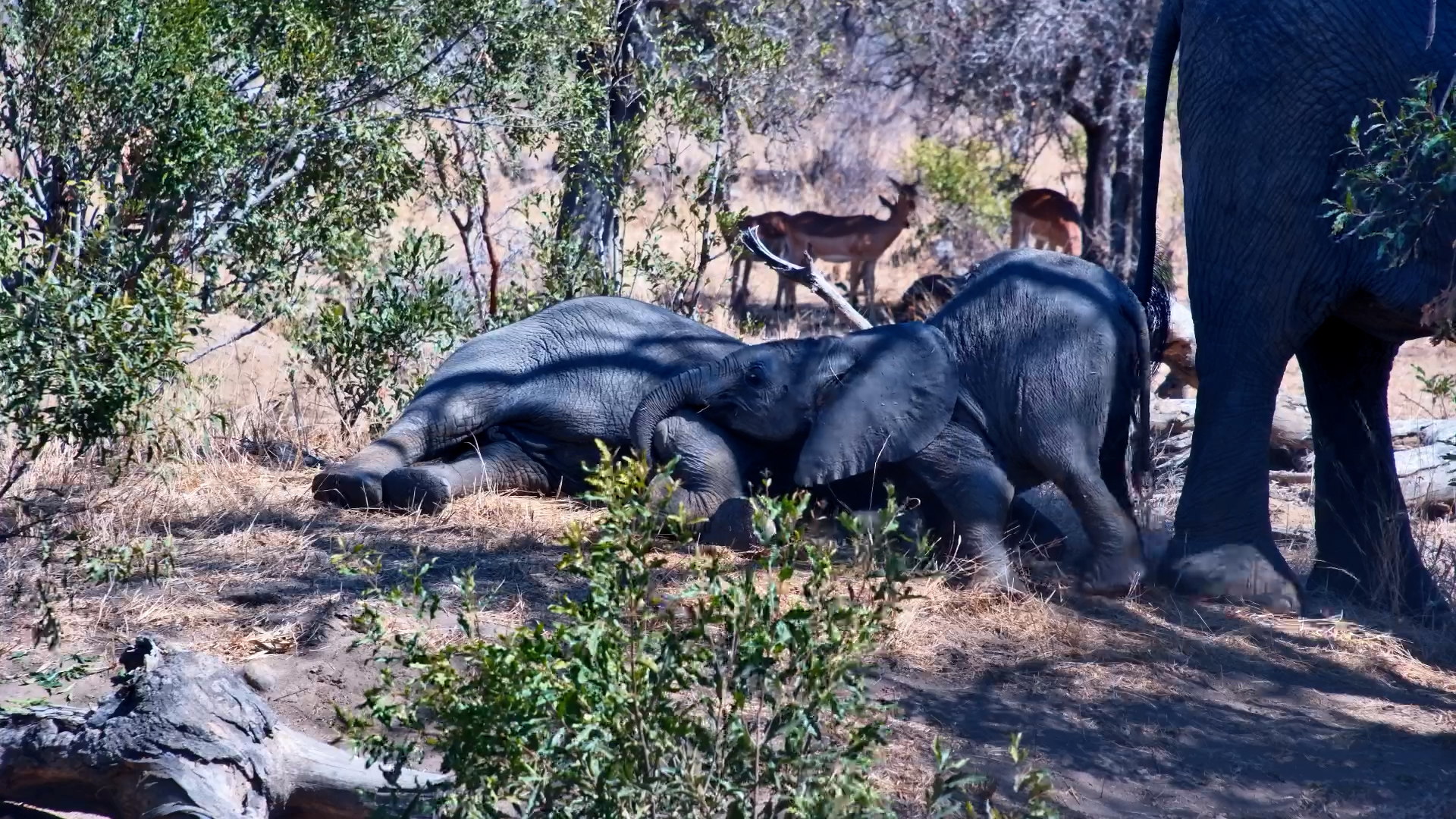 Baby Elephants Cuddle in the Shade