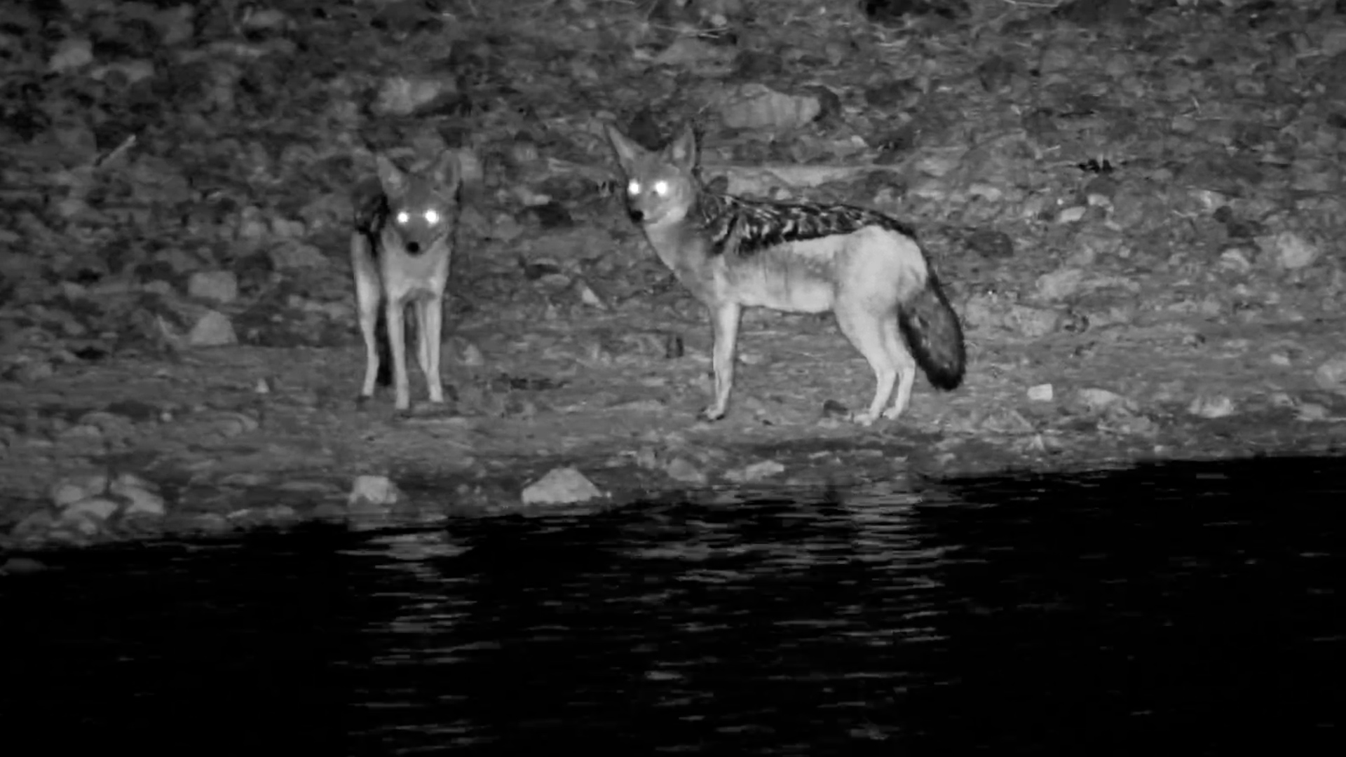 Jackal Pair Sneak a Midnight Drink