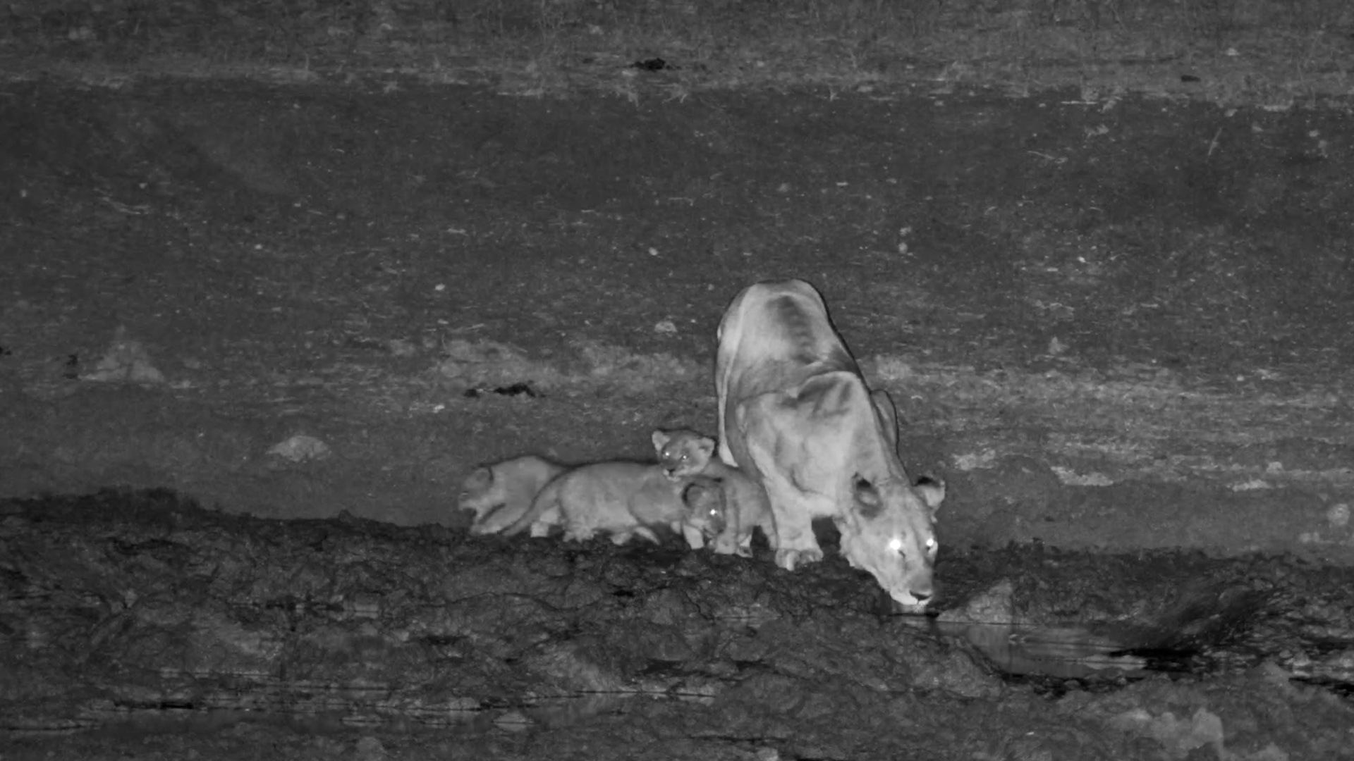 Lioness Leads Tiny Cubs on an Adventure