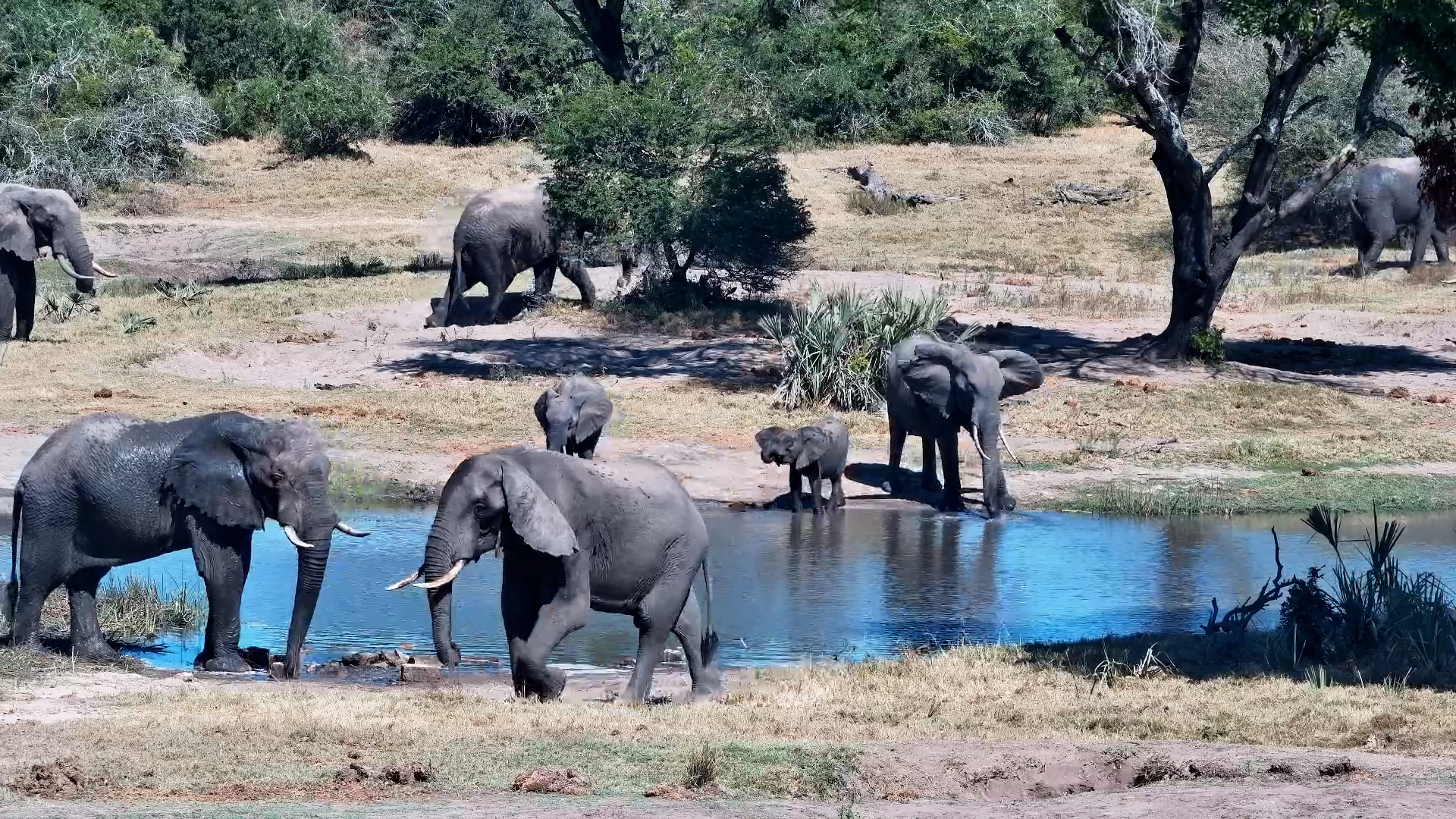 Elephant Herd Takes Over Tembe Waterhole