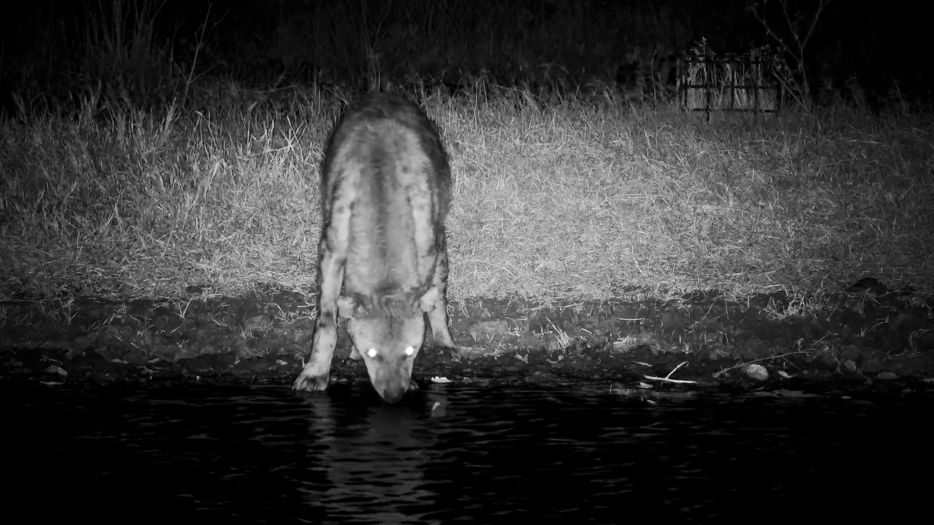 Lone Hyena Drinks in the Serengeti