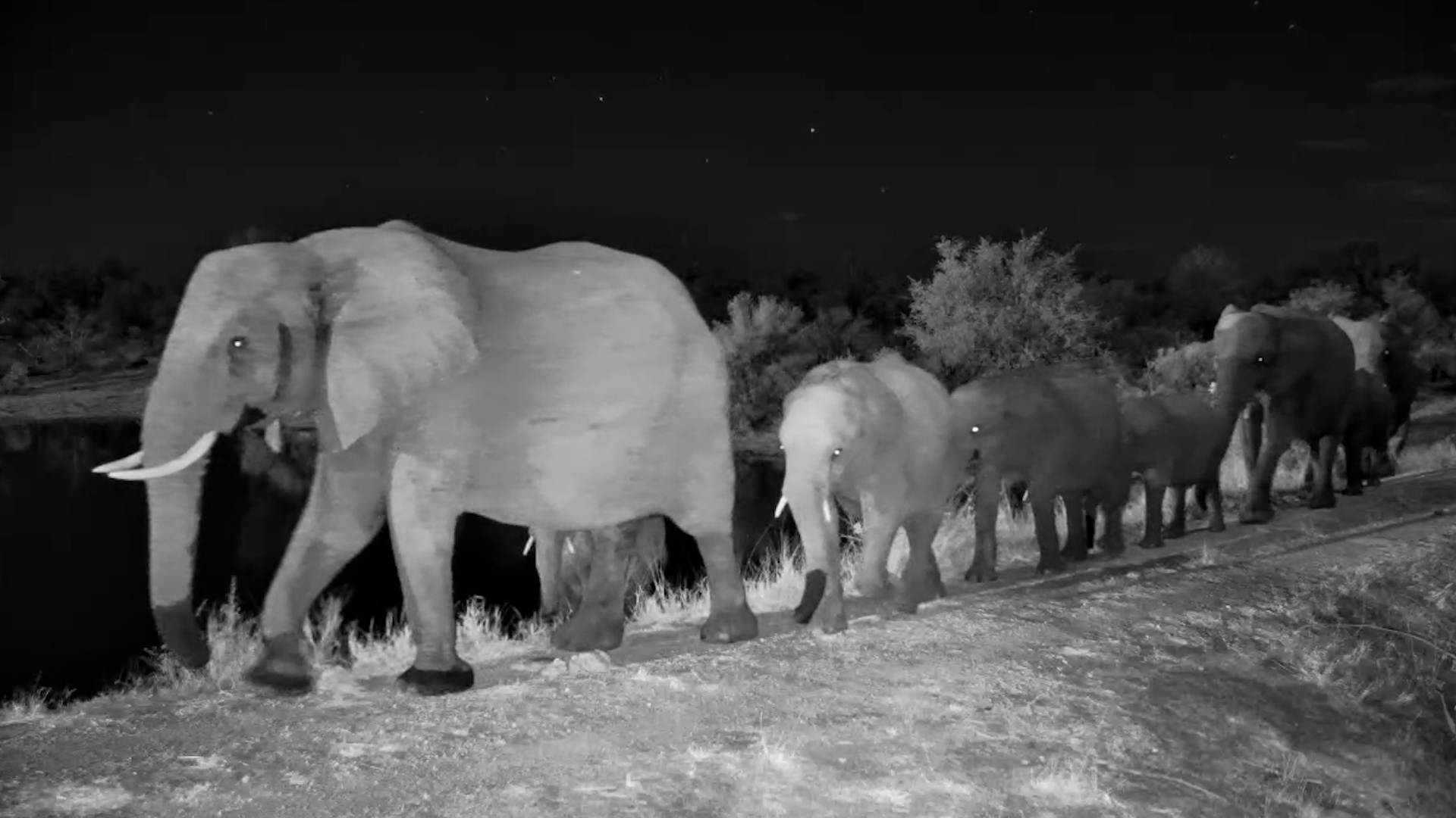 Elephant Herd Passes By at Simbavati Waterside