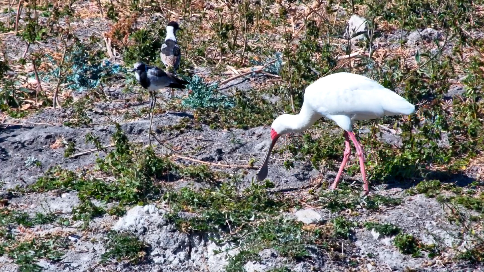 Stick Picking Isn’t Easy with a Spoon for a Beak