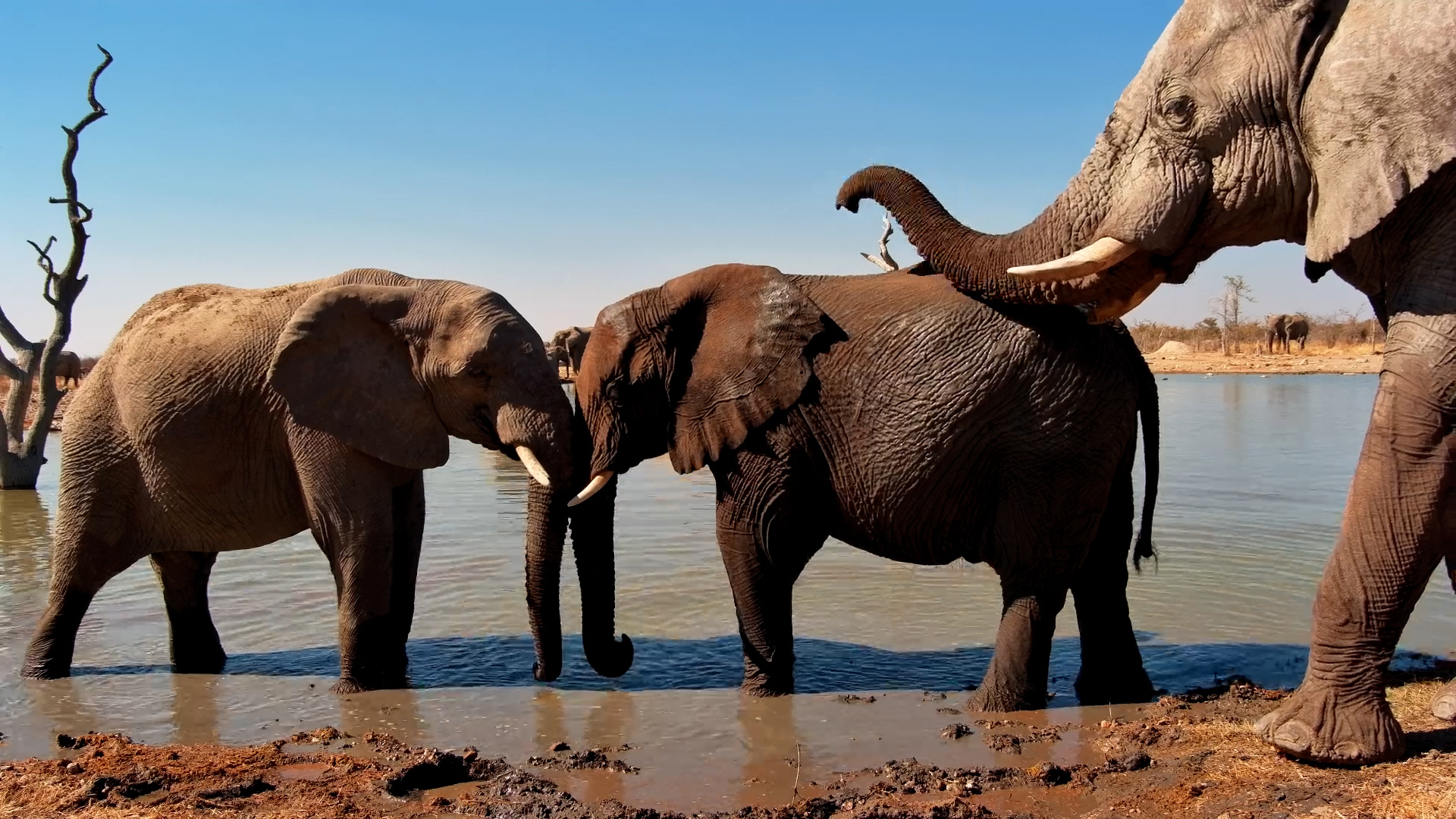 Two Elephants Spar... One Gets Distracted!