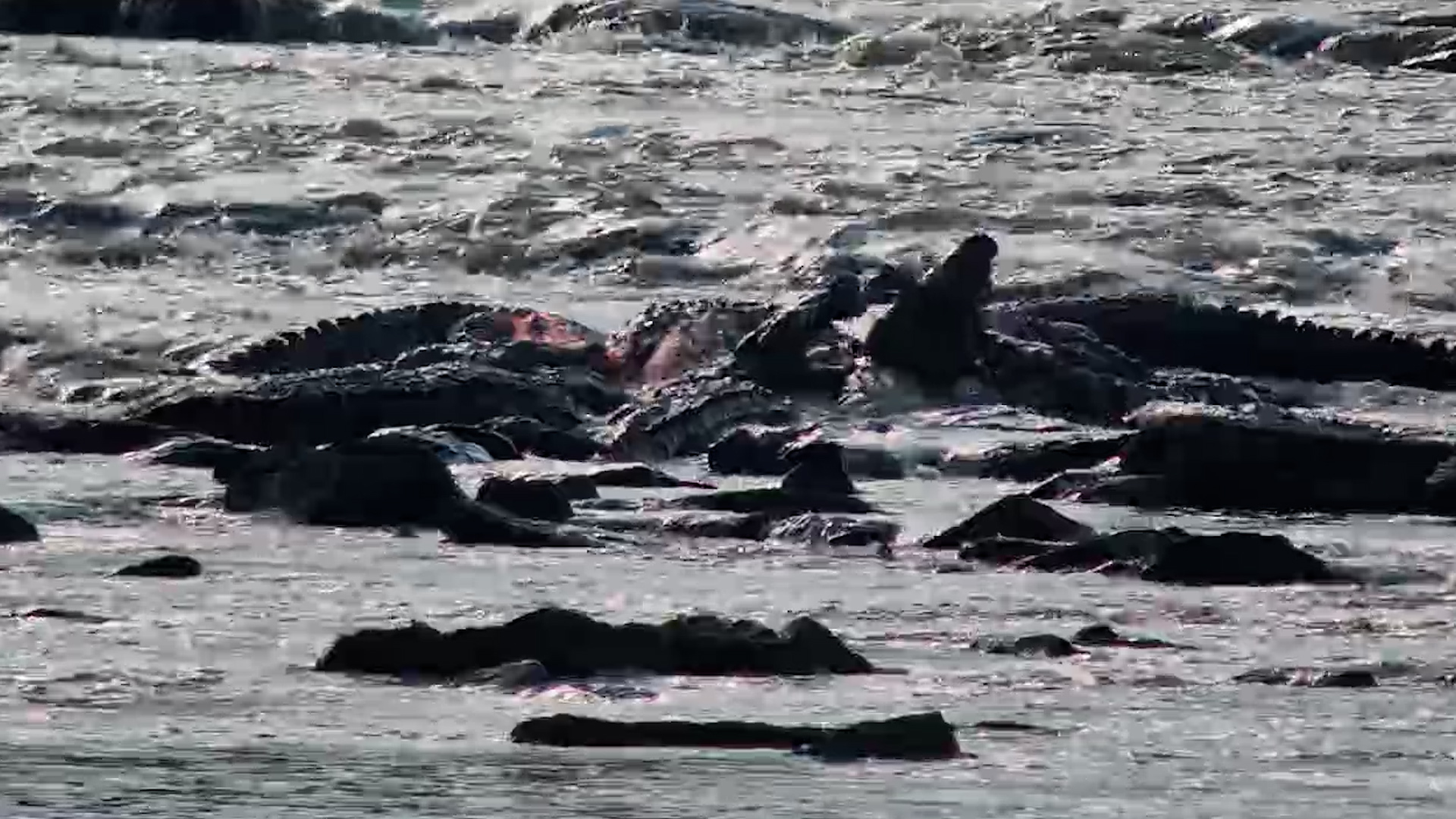 When the Crocodiles Gather