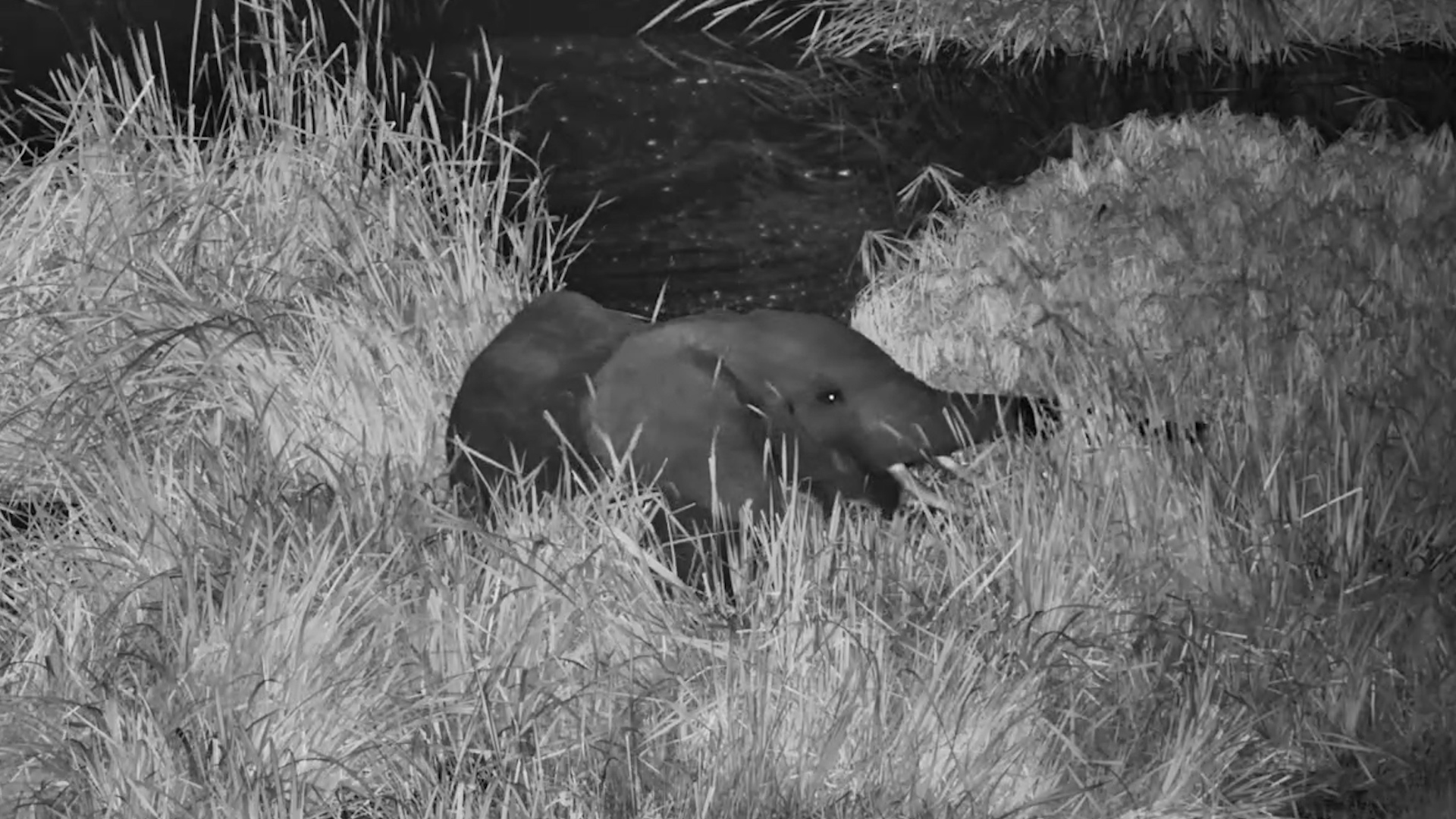 This Elephant Found the Perfect Dinner Spot