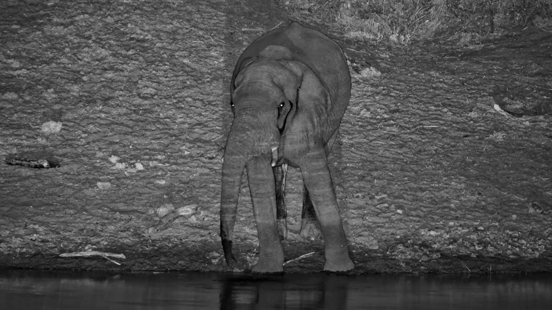 A Midnight Drink for This Bull