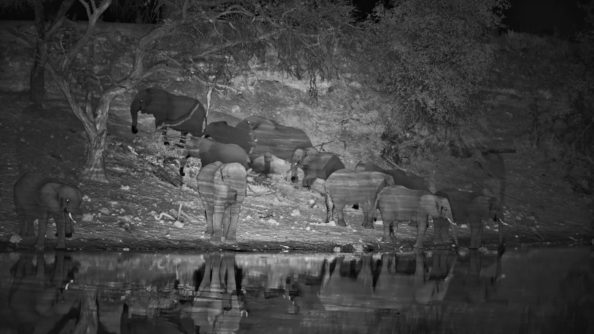 A Night Time Elephant Gathering