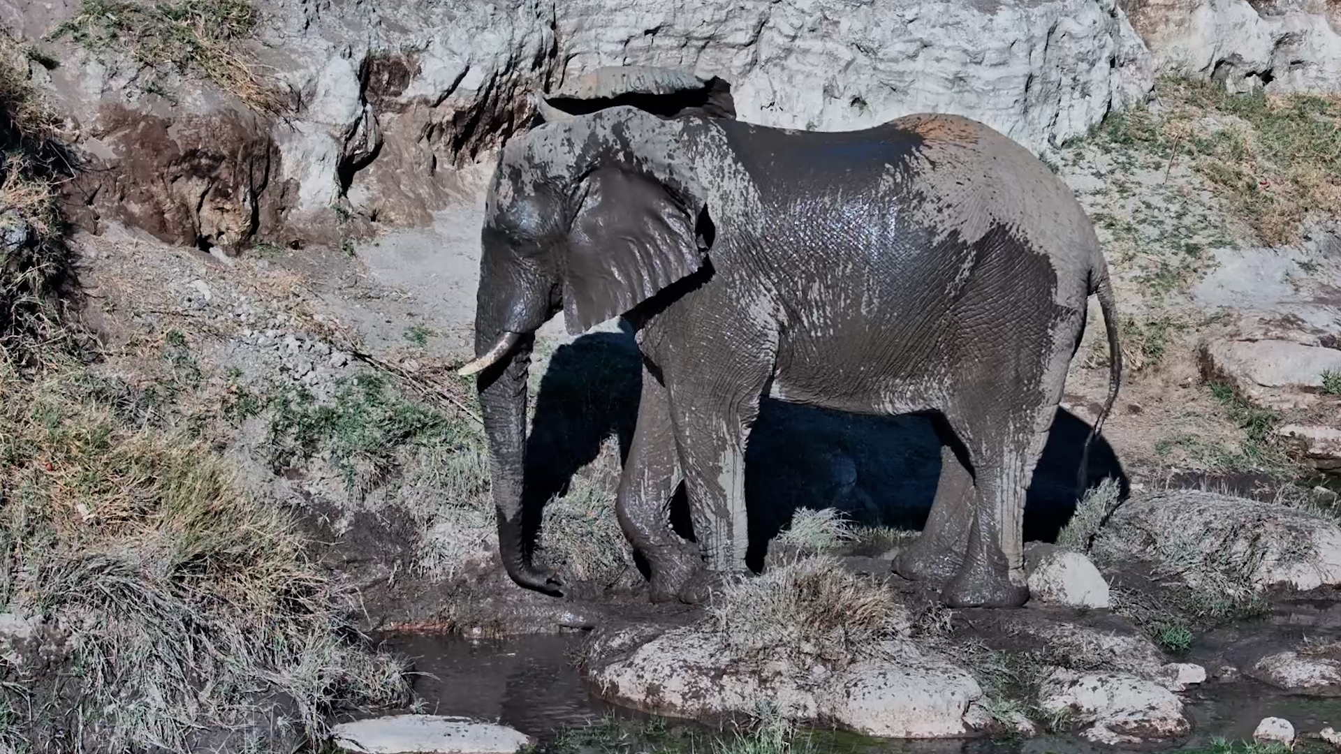 Elephant Spa Day at Deteema Springs!