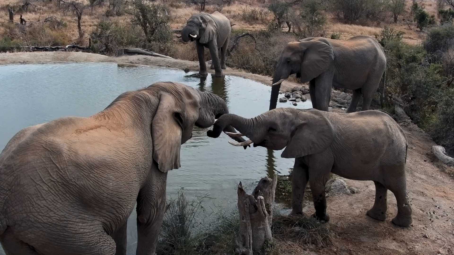 Trunk Talks at Rosie's Pan