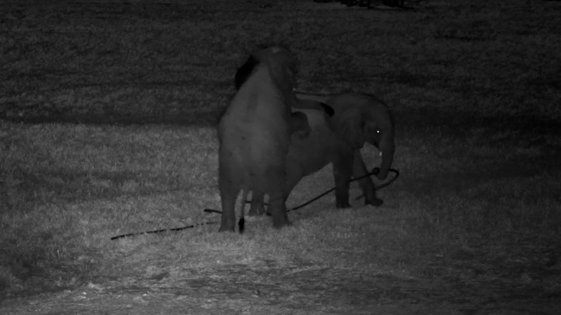 These Young Elephants Found a Garden Hose