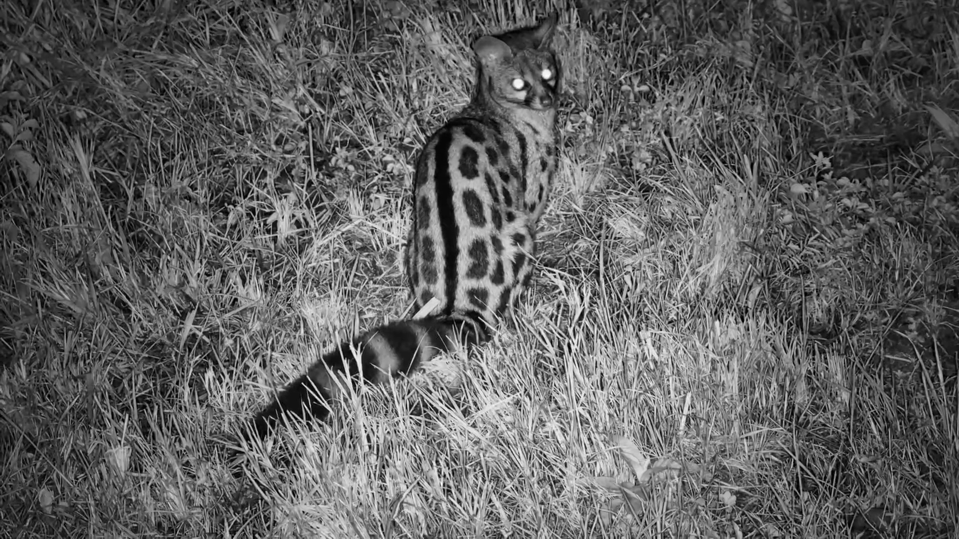 A Large-Spotted Genet on the Hunt