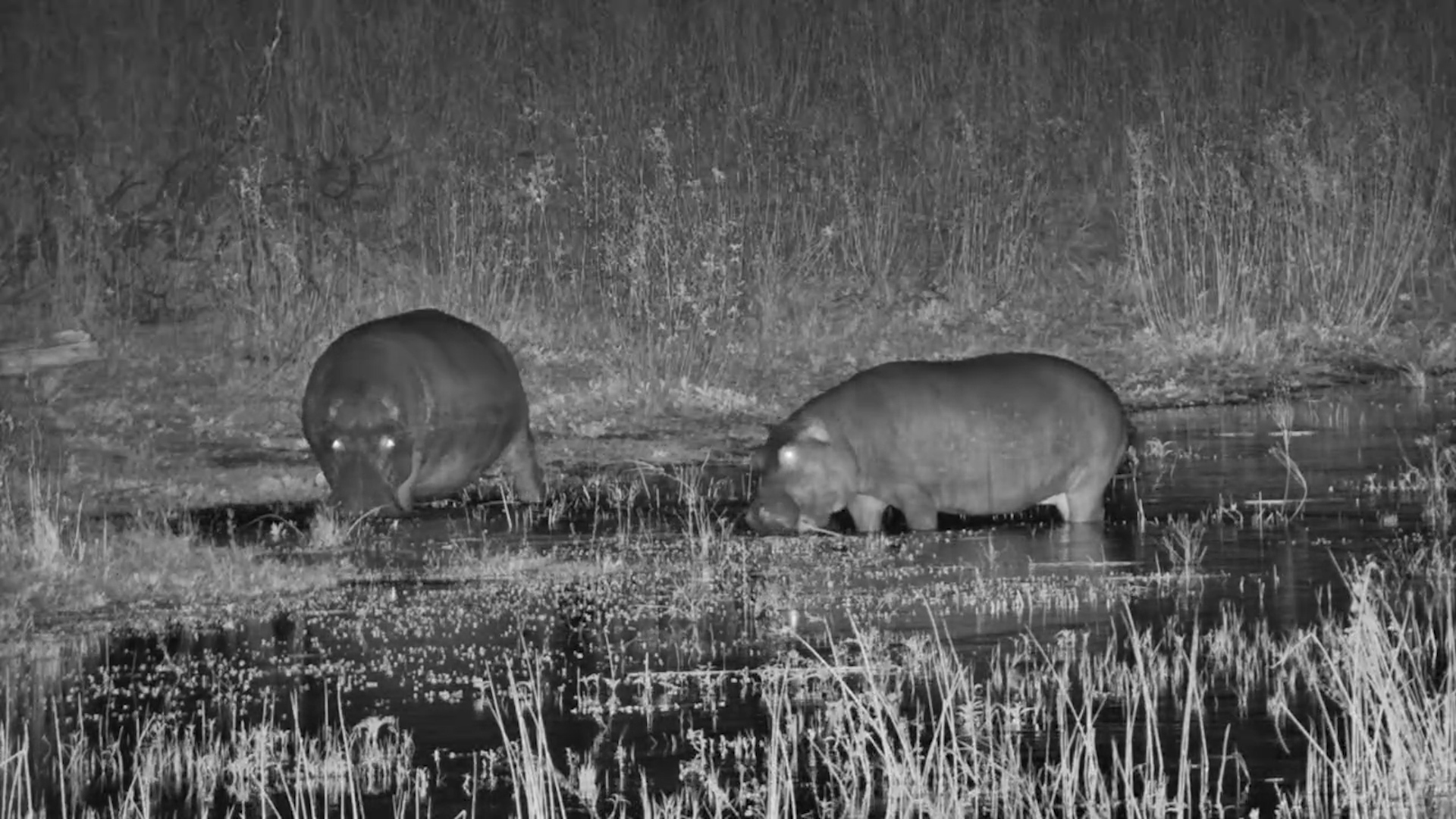 Hippos on a Night Time Mission