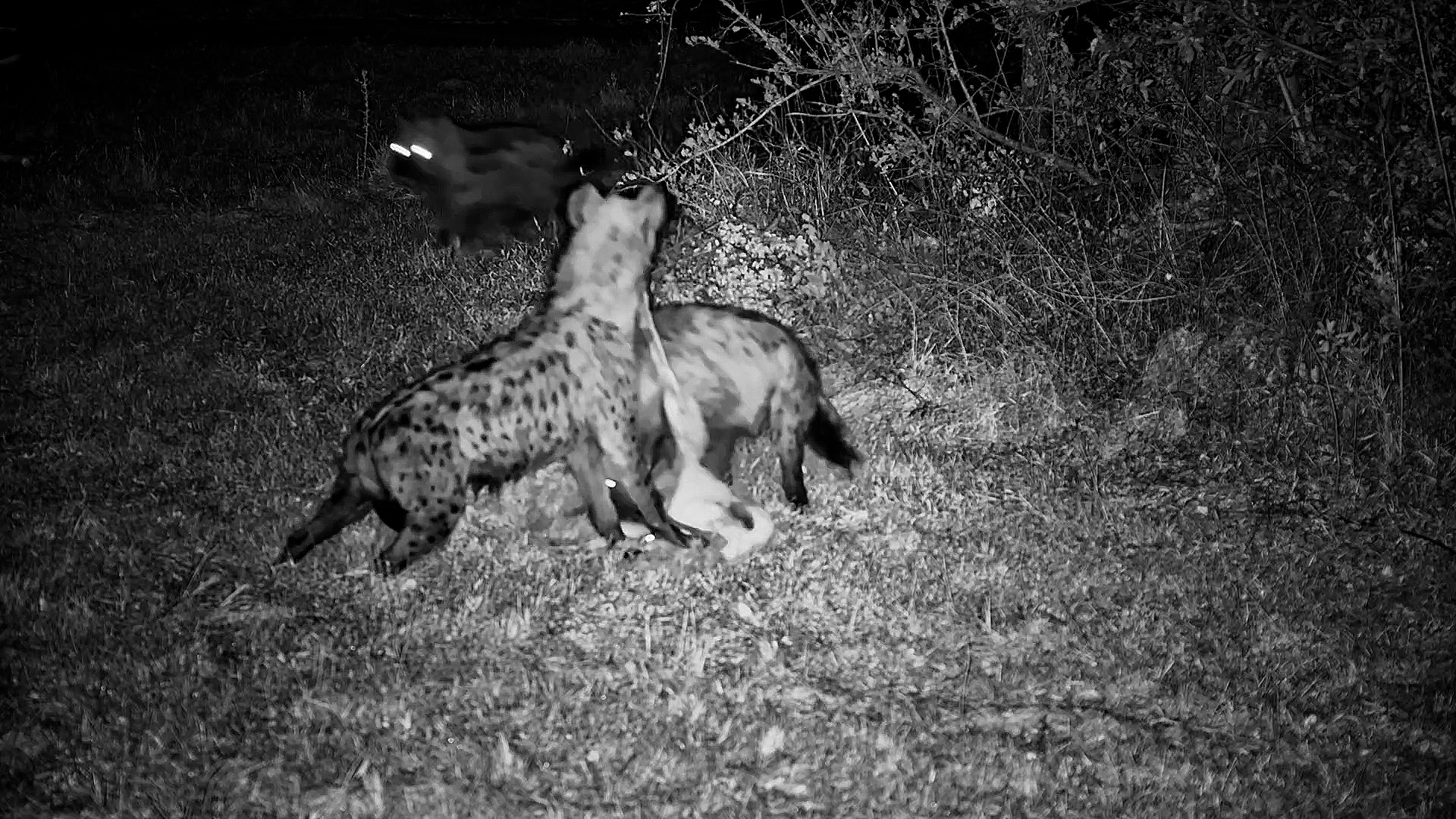 The Hyenas Left... Then a Lion Arrived
