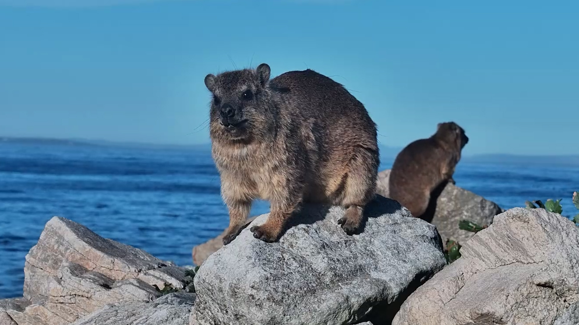 This Rock Hyrax Knows It's Photogenic
