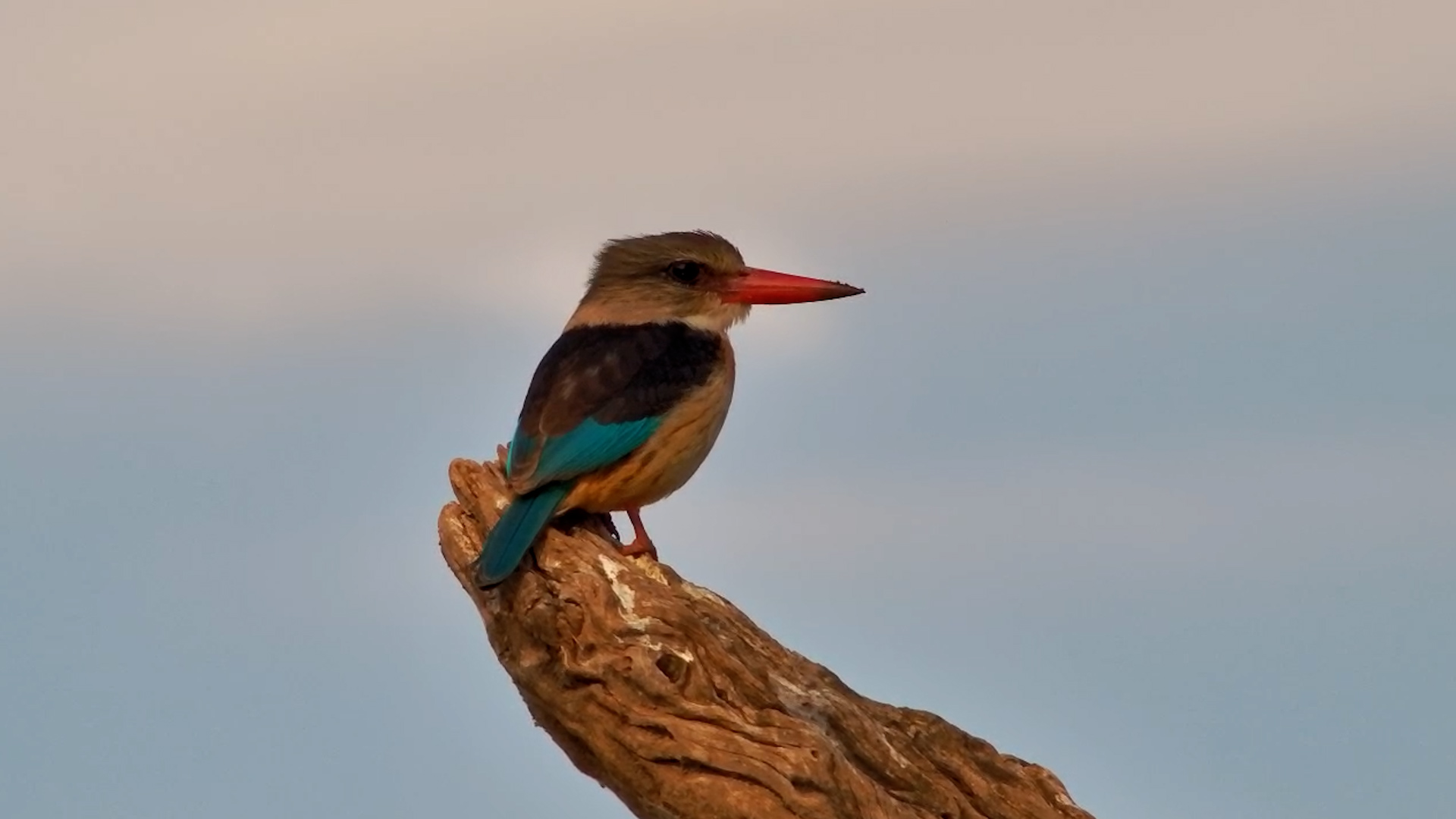 A Perfect Perch for a Perfect Hunter