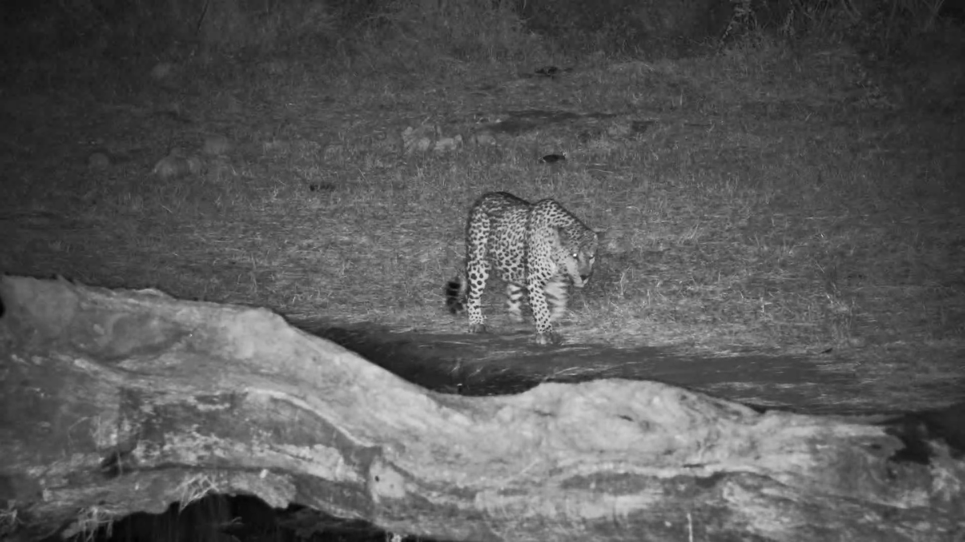 This Leopard Had to Stop for a Roll