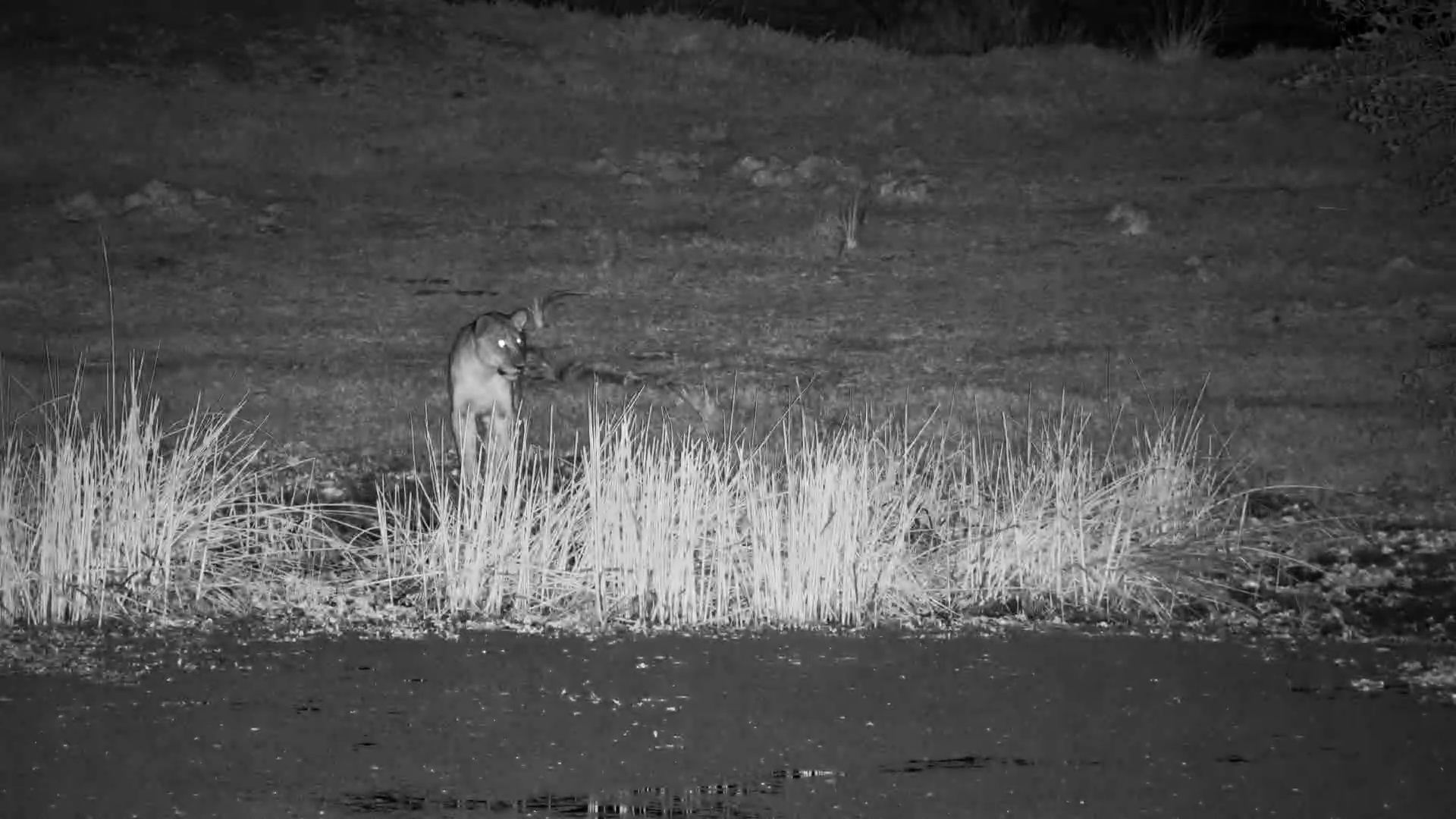 A Water Mongoose's Clever Escape From Lions