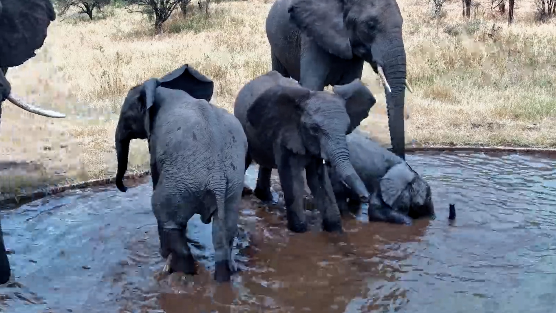 One Tiny Elephant, One Big Family