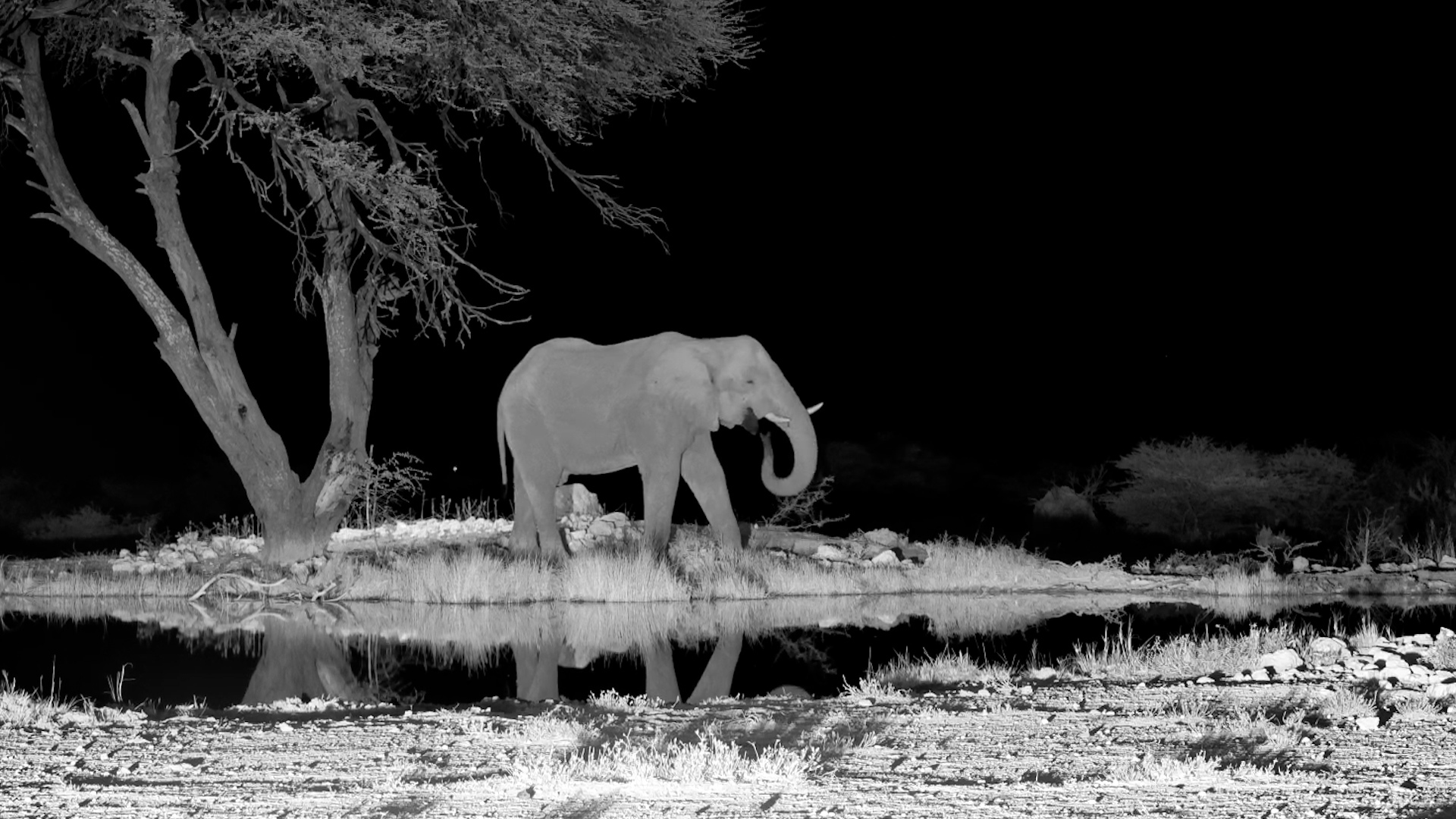 A Silent Visit to the Waterhole